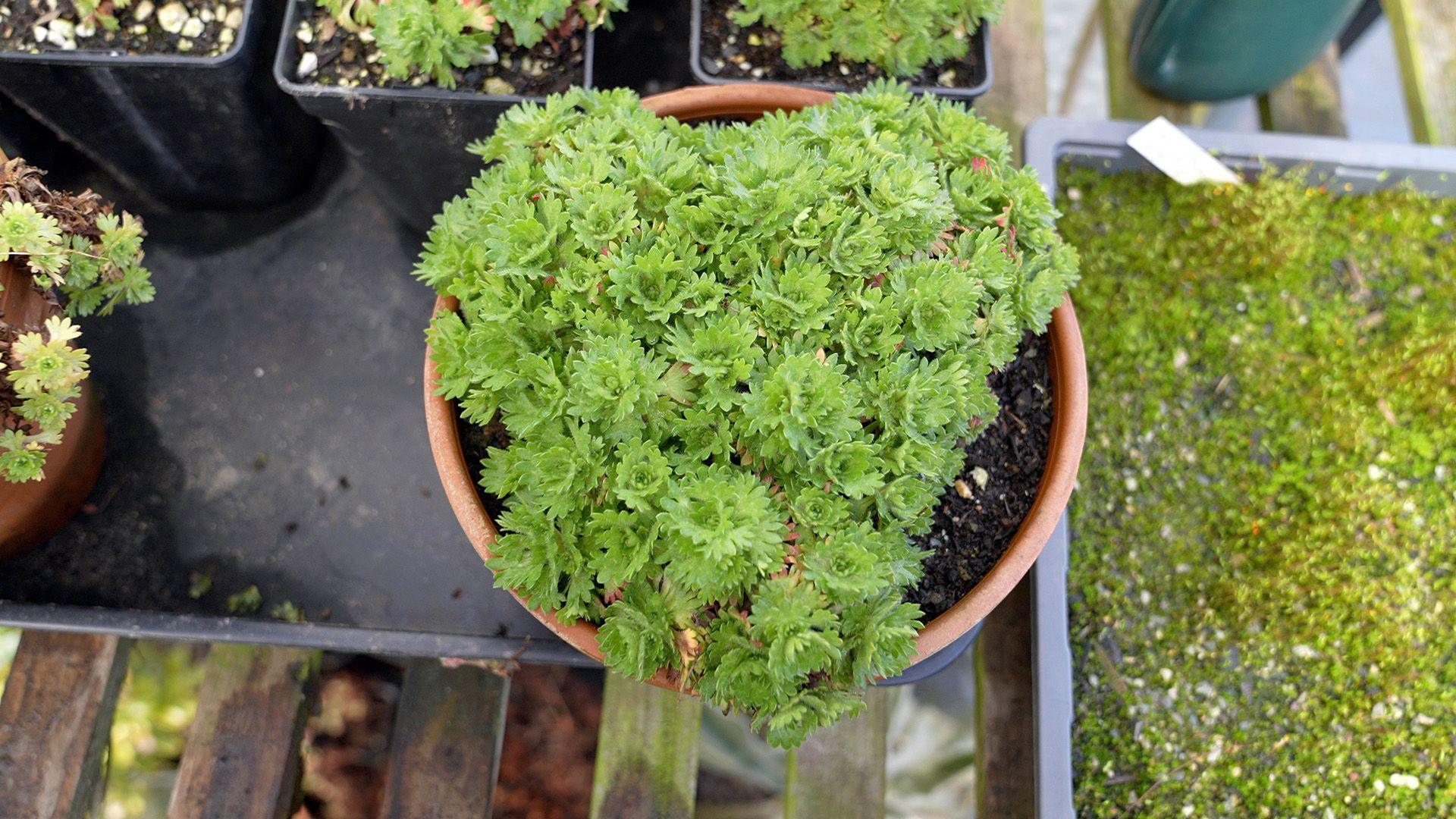 Rosy saxifrage in a pot on a table 