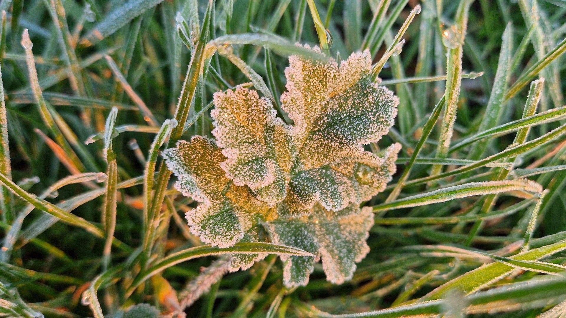 Close-up of grass covered in frost and a leave in the foreground in Cropwell Bishop, Nottinghamshire