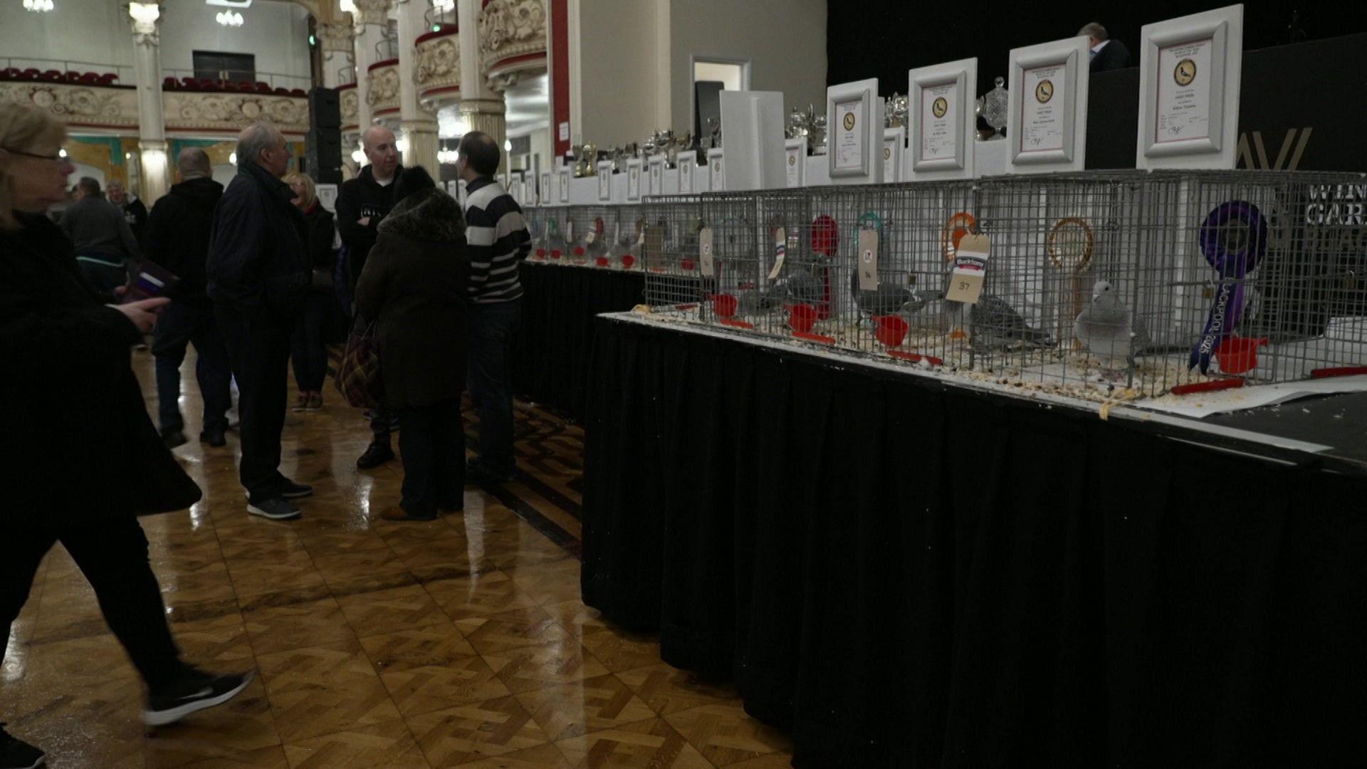 Winning pigeons are lined up with rosettes in their cages and plaques above as people stand in a group beside them chatting to each other