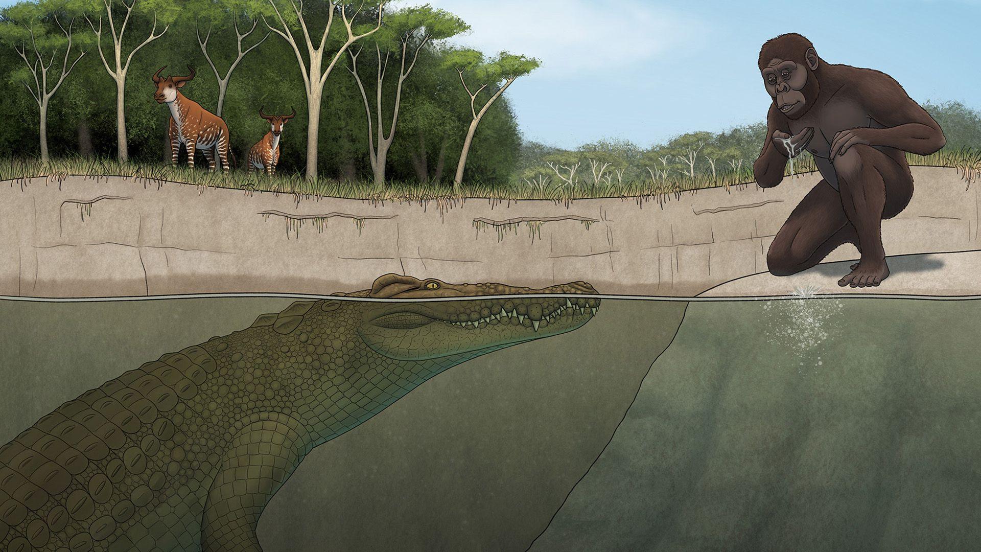 An illustration of an ape-like ancestor drinking water from a lake with its hand while a crocodile lurks beneath the water