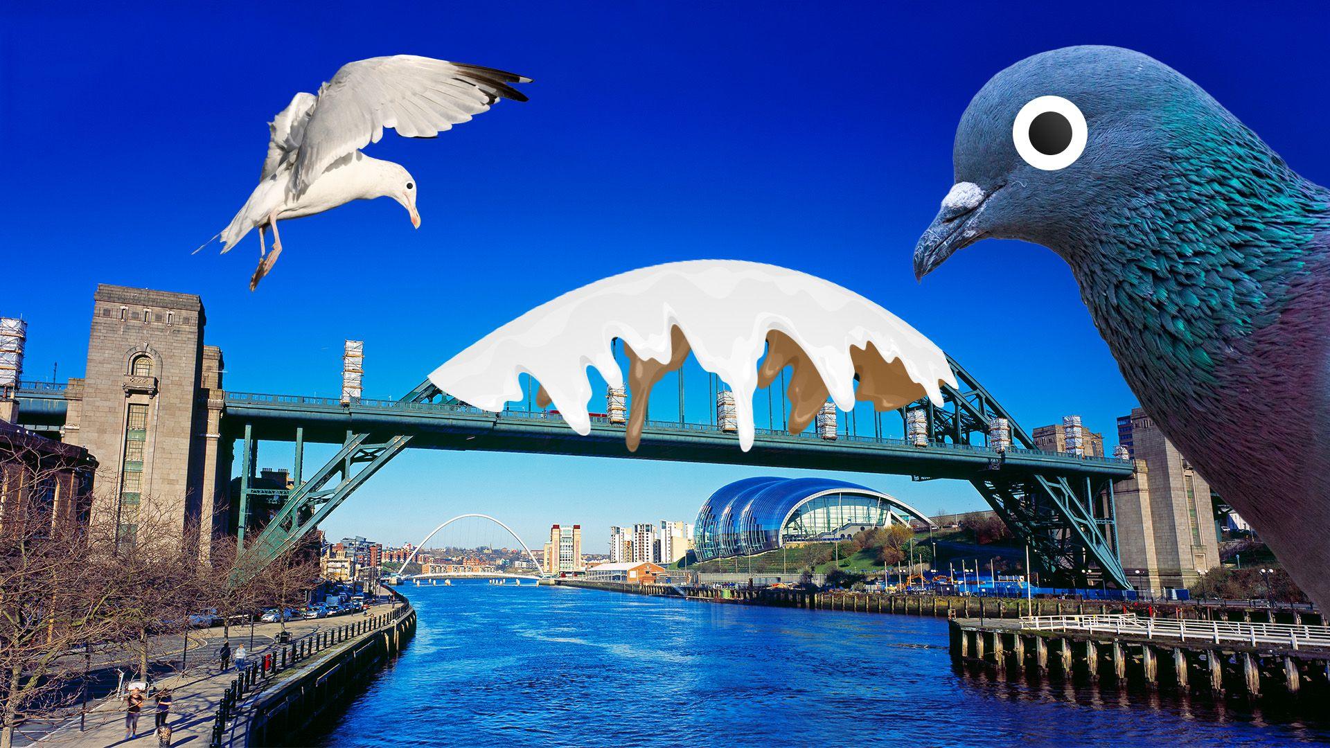 Bird poo on Tyne Bridge