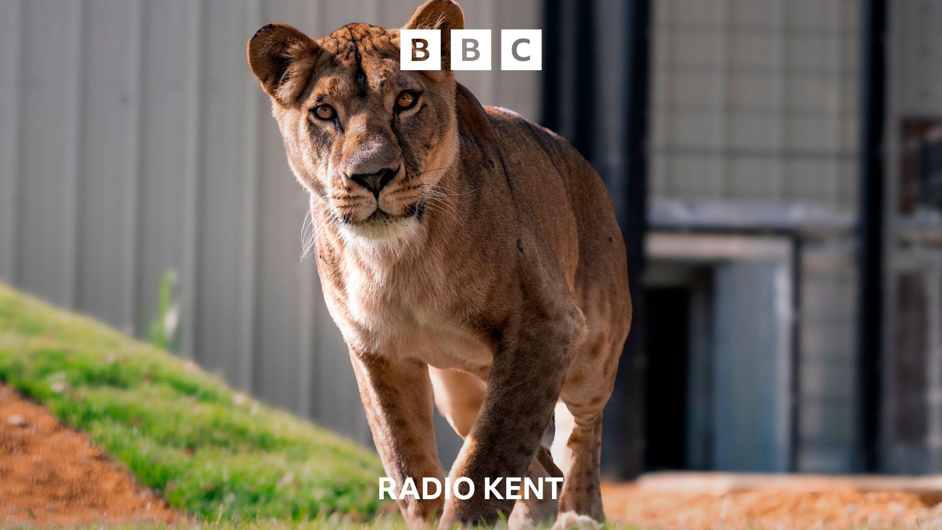 A lioness looks to the camera.