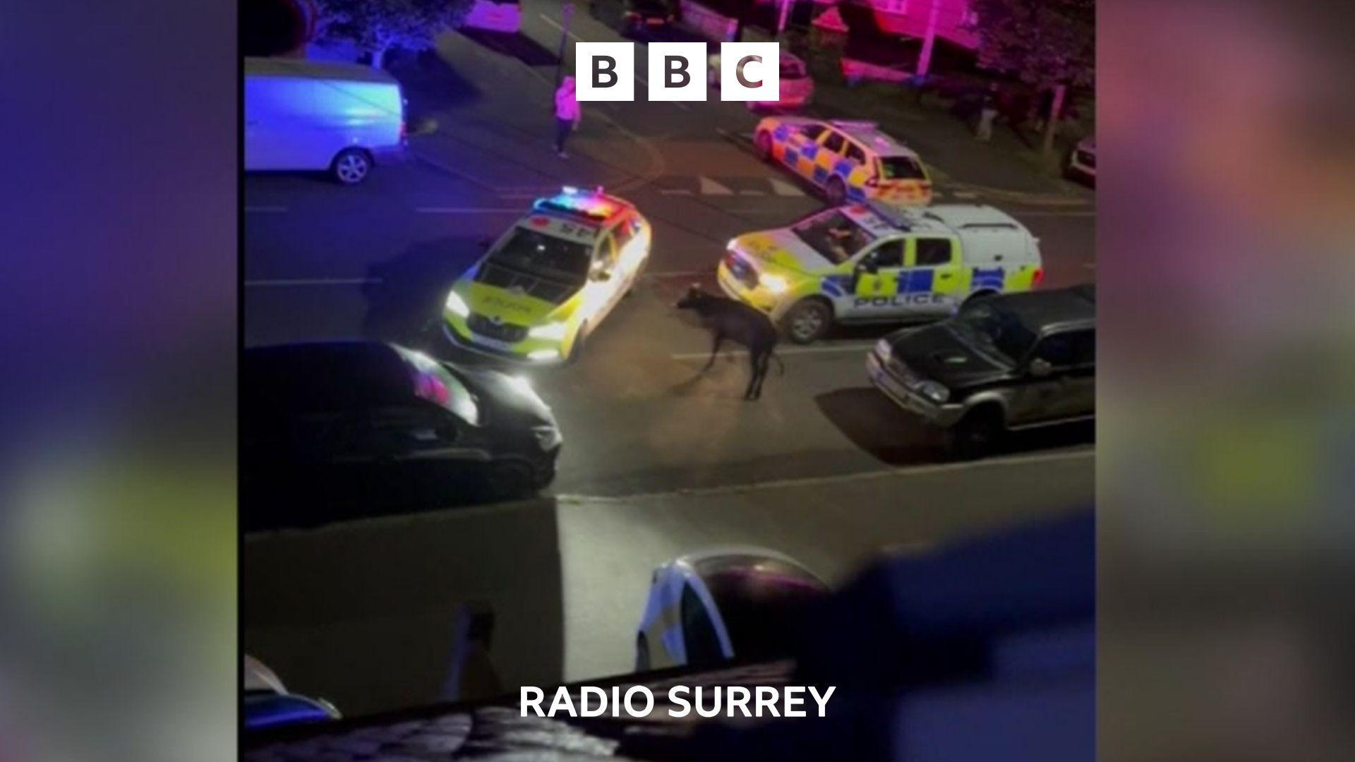 Nighttime CCTV Footage showing 2 police cars near a cow that is standing in the road.