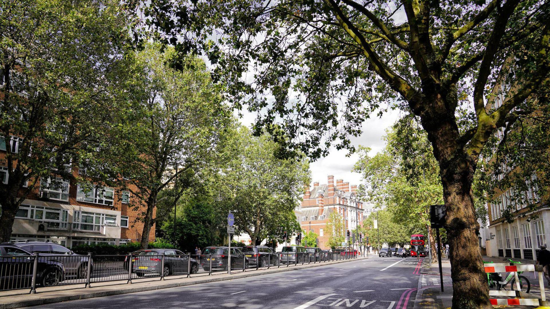 plane trees on London street