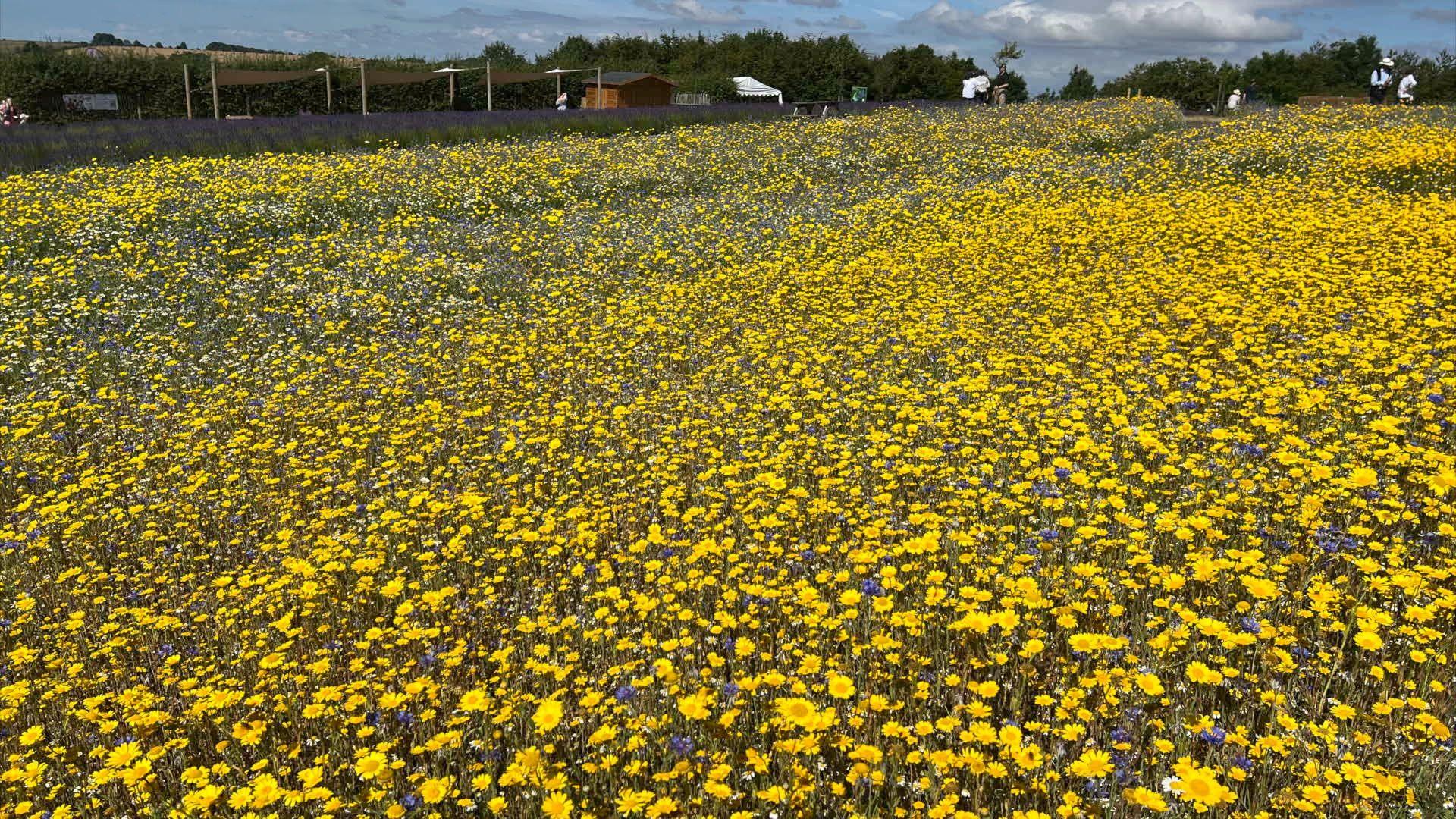 Wild flowers on a large scale.