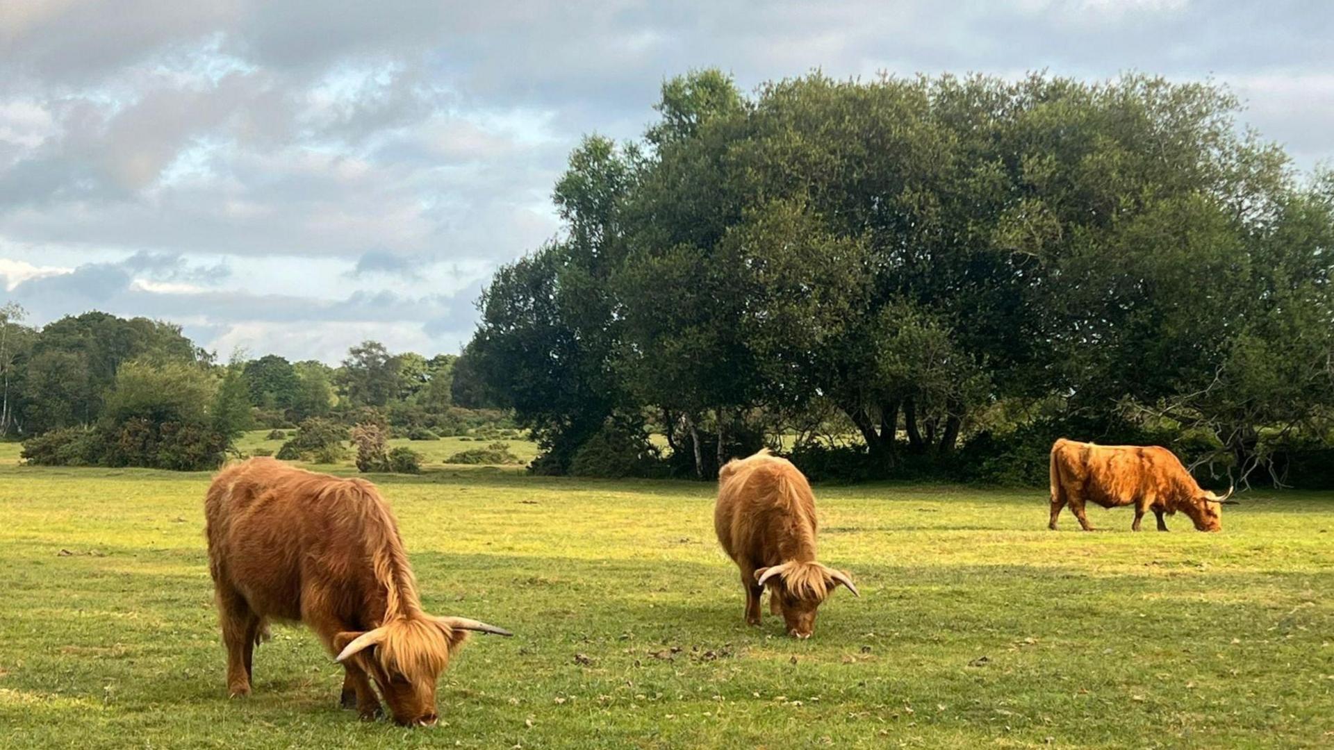 Fluffy highland cows grazing in a green field beneath grey skies and with trees in the background.