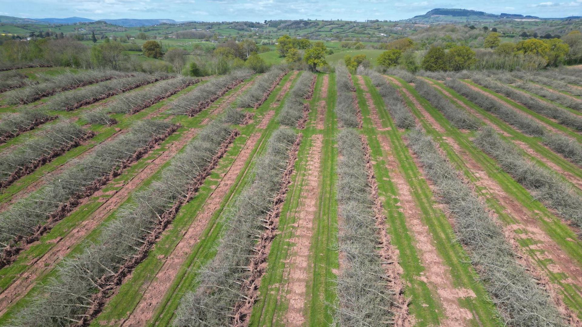 Uprooted orchard trees