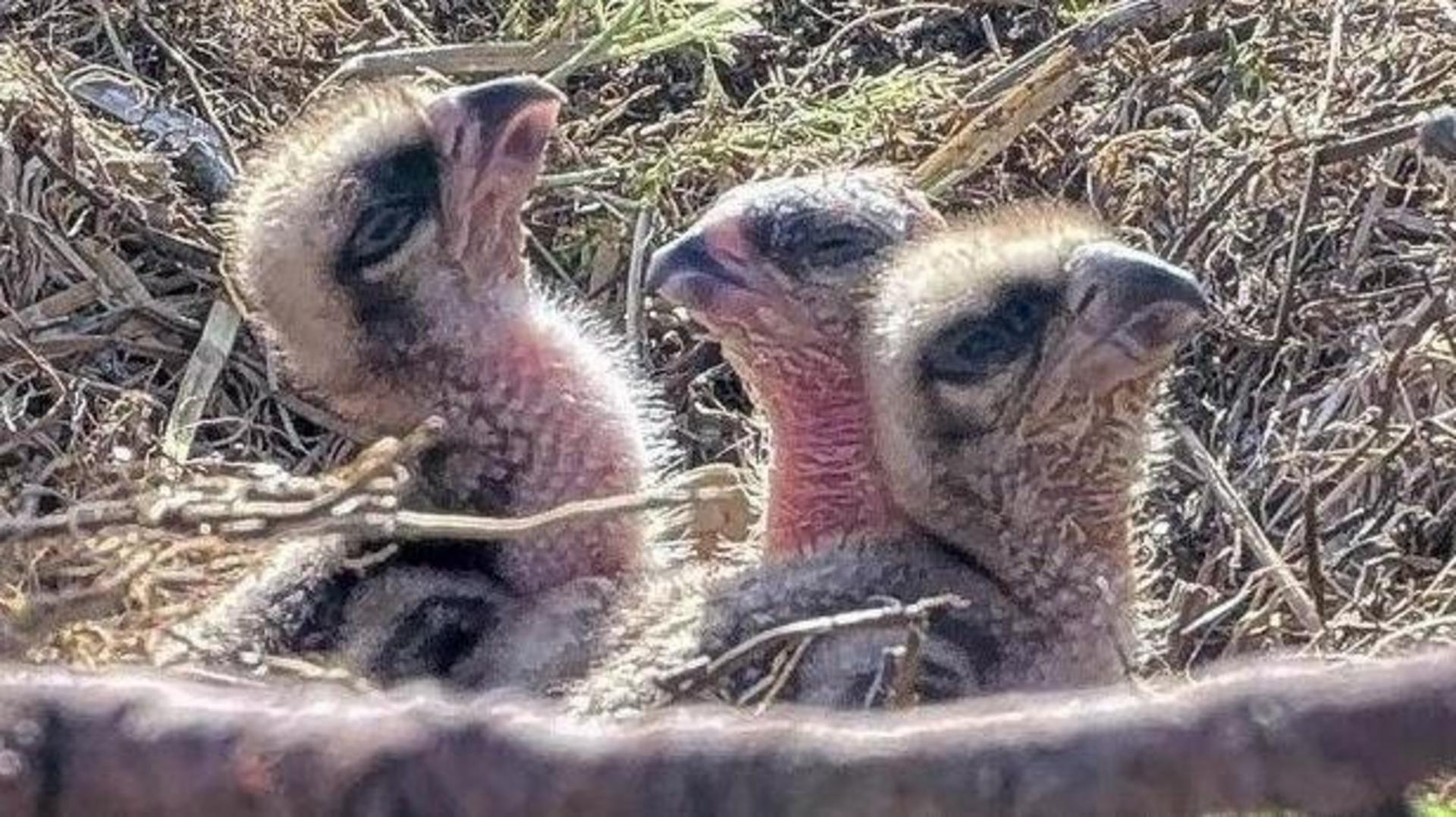 First few days of new chicks hatched at osprey centre captured on camera