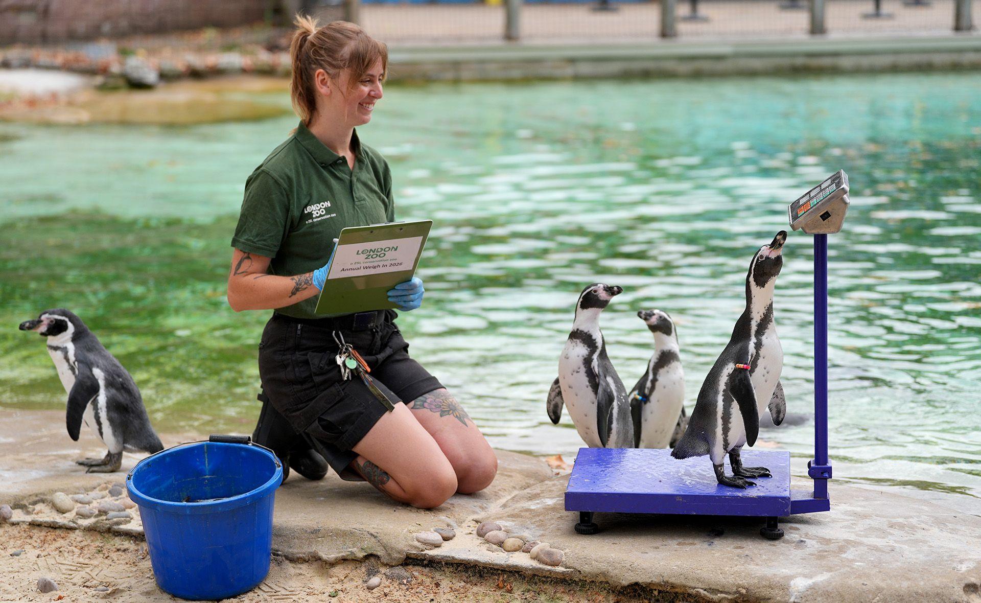 Humboldt penguins surround a keeper who is weighing one on a blue set of scales. She is kneeling infront of a pool wearing a green t-shirt and black shorts.