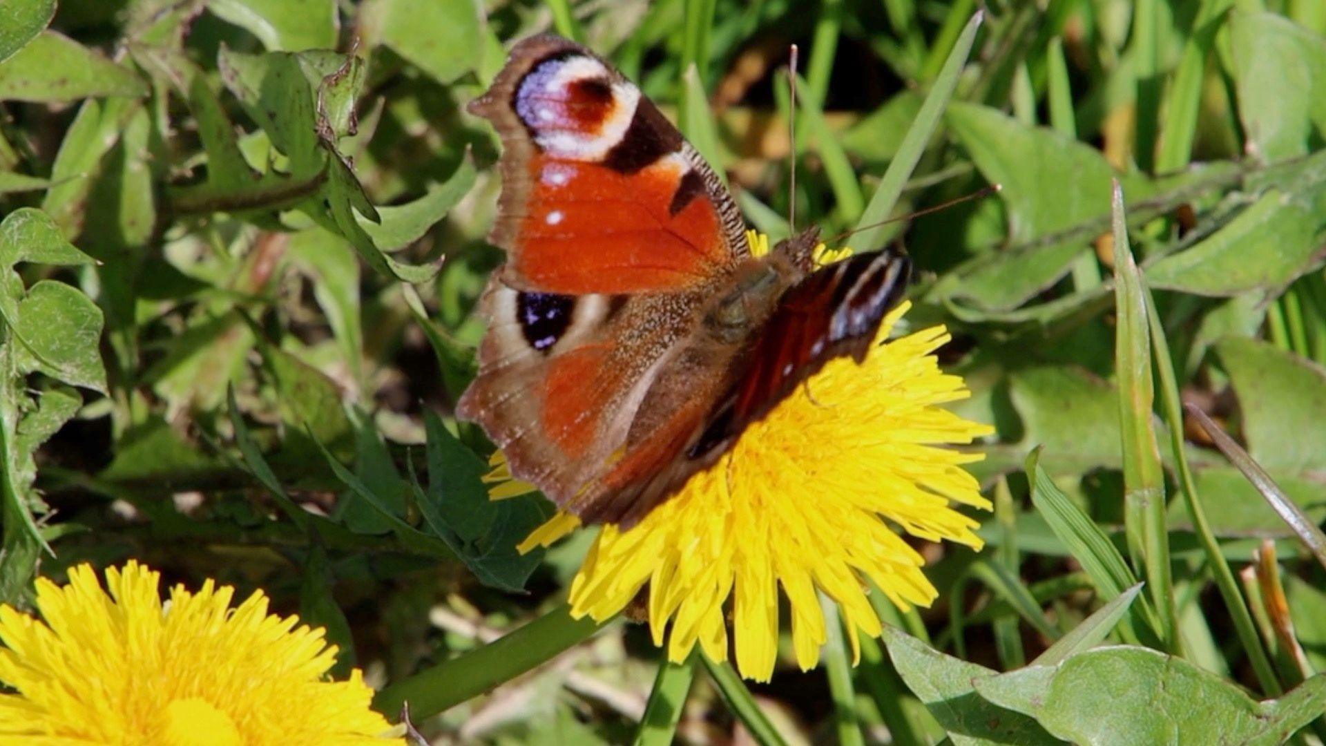 Simple tips to help the UK's butterflies