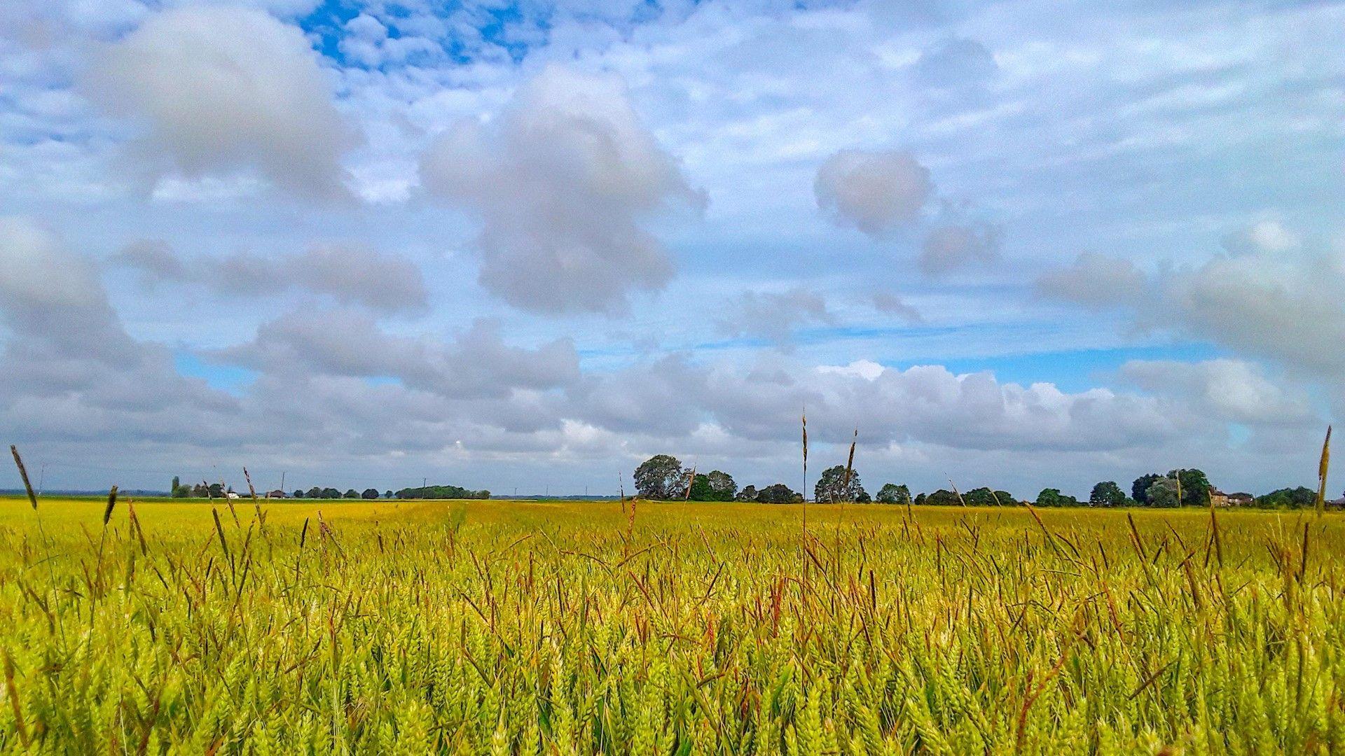 Blue skies and white clouds above yellow wheat