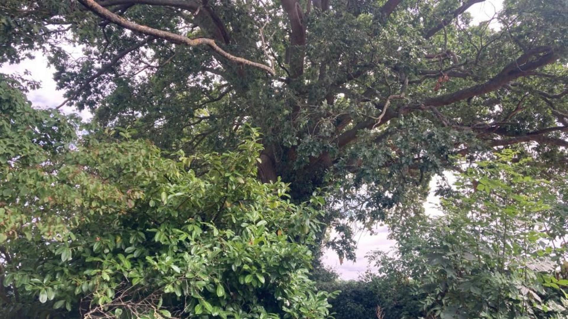 Preservation order protects 300-year-old oak