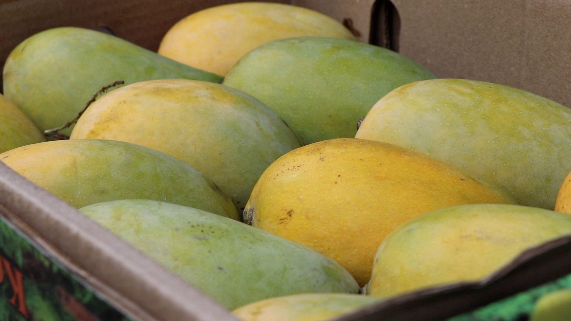 A close up of a box of Kesar mangoes