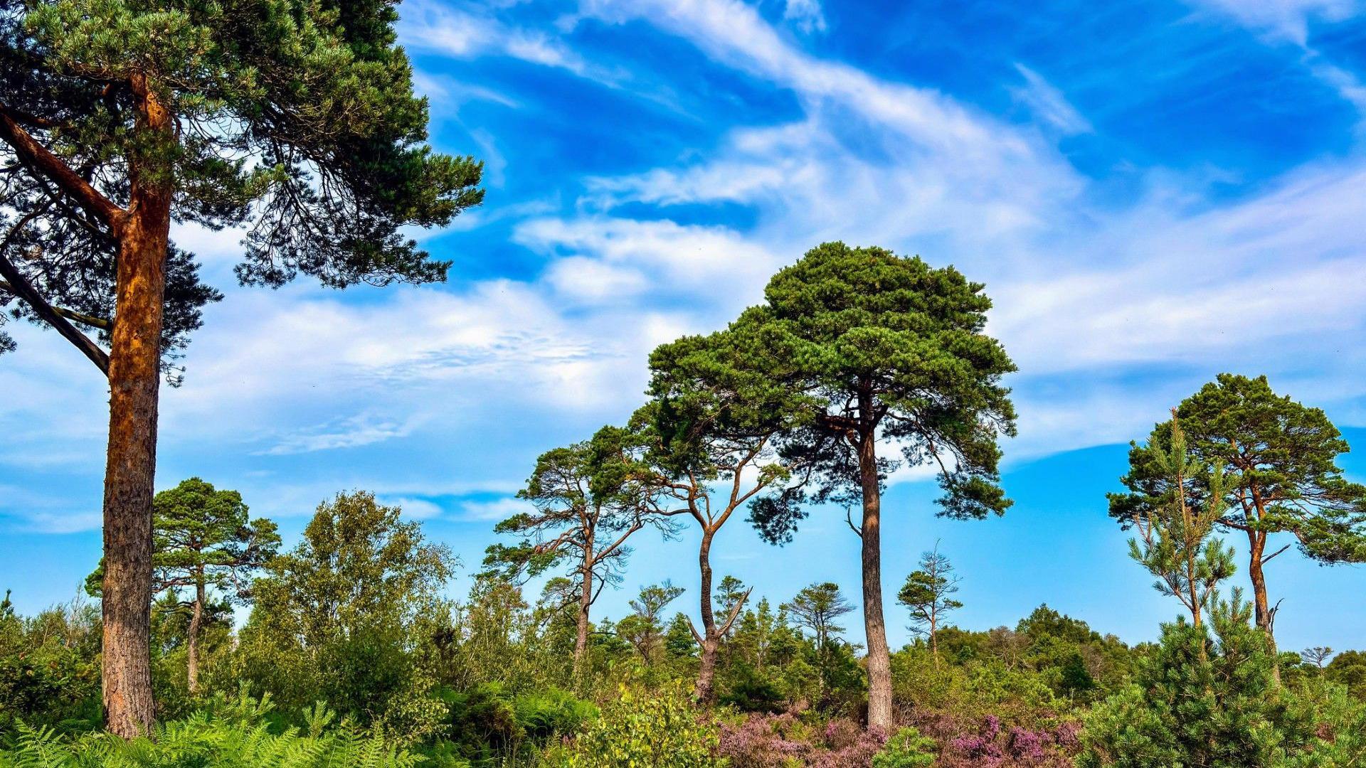 A picture of trees, shrubbery and a bright blue sky. There are several white fluffy clouds scattered across the sky.