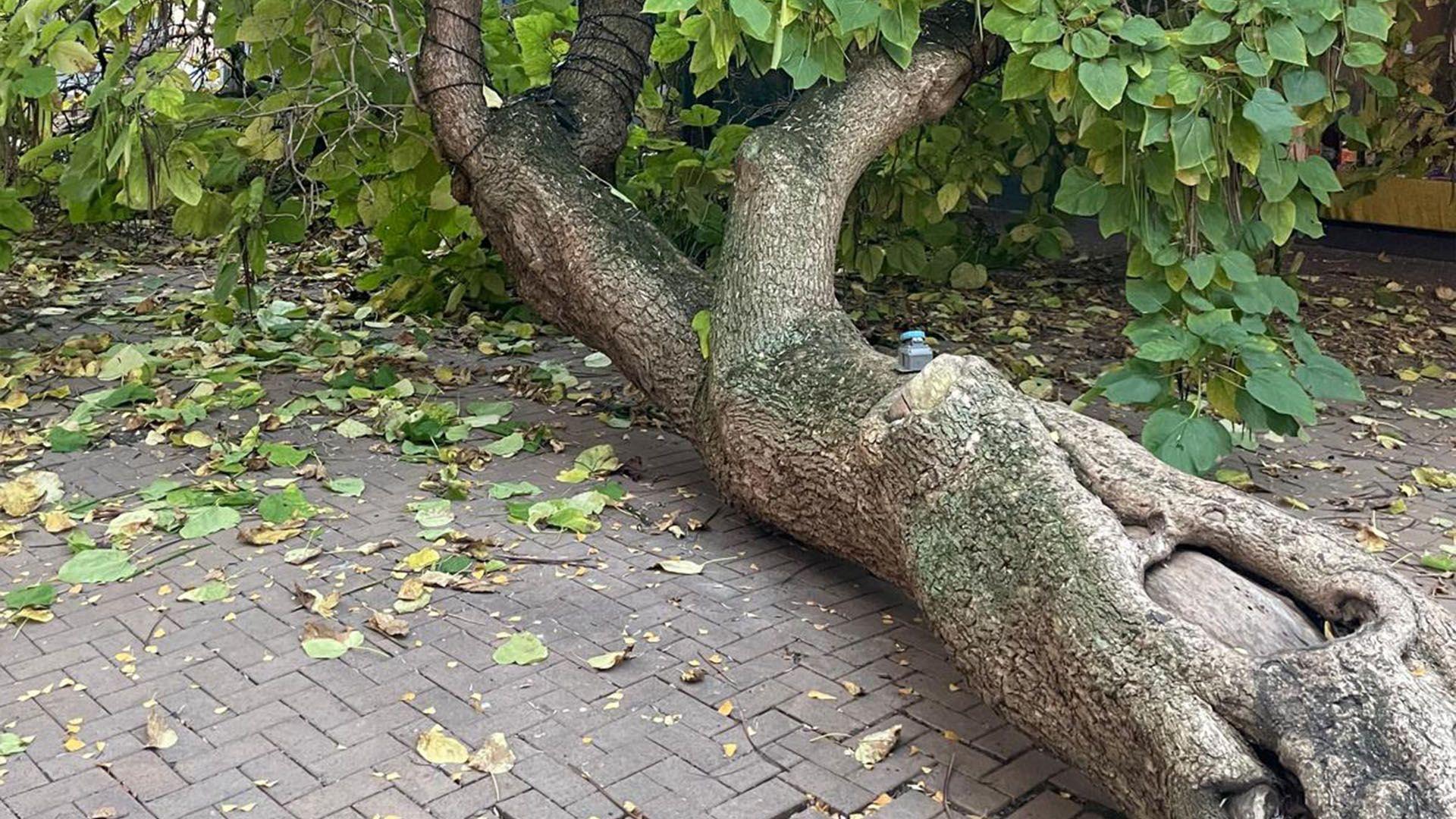 A fallen tree which has pulled up a pavement.