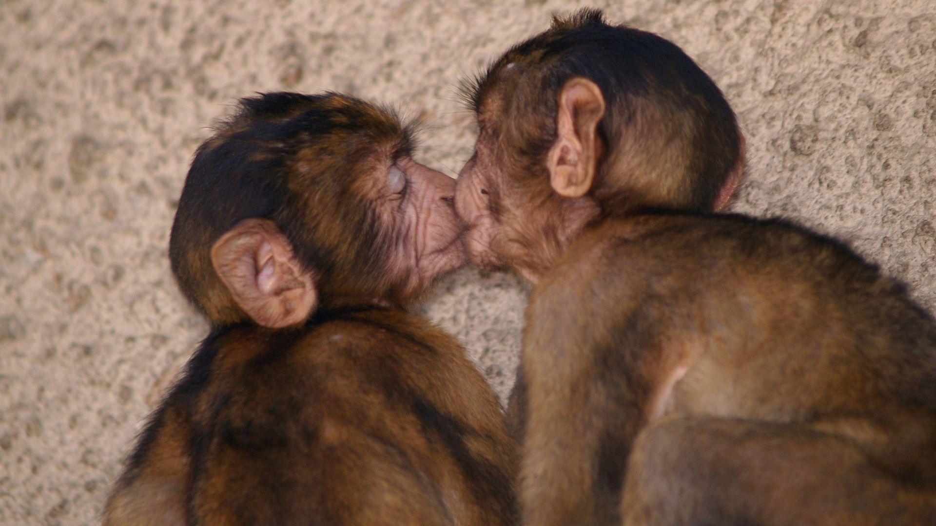 The image shows two monkeys kissing with their eyes closed.