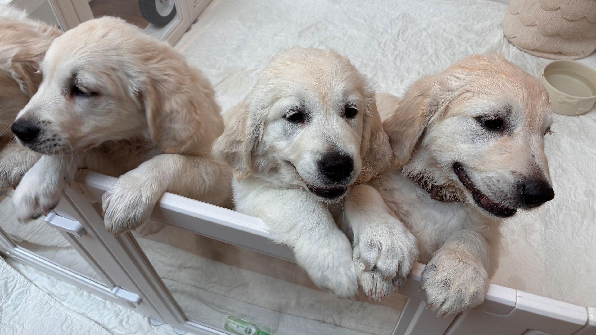 three golden retriever puppies.
