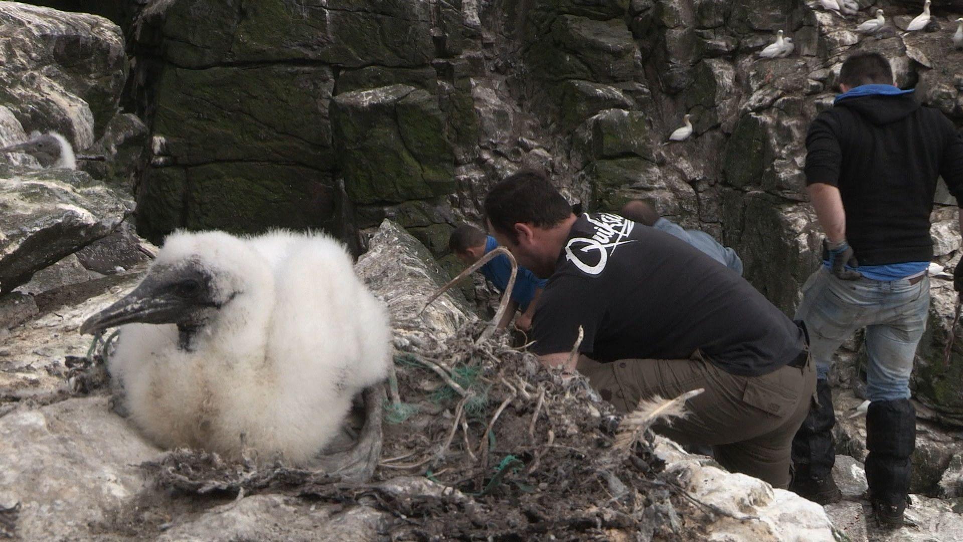Sealgairean air Sùlaisgeir