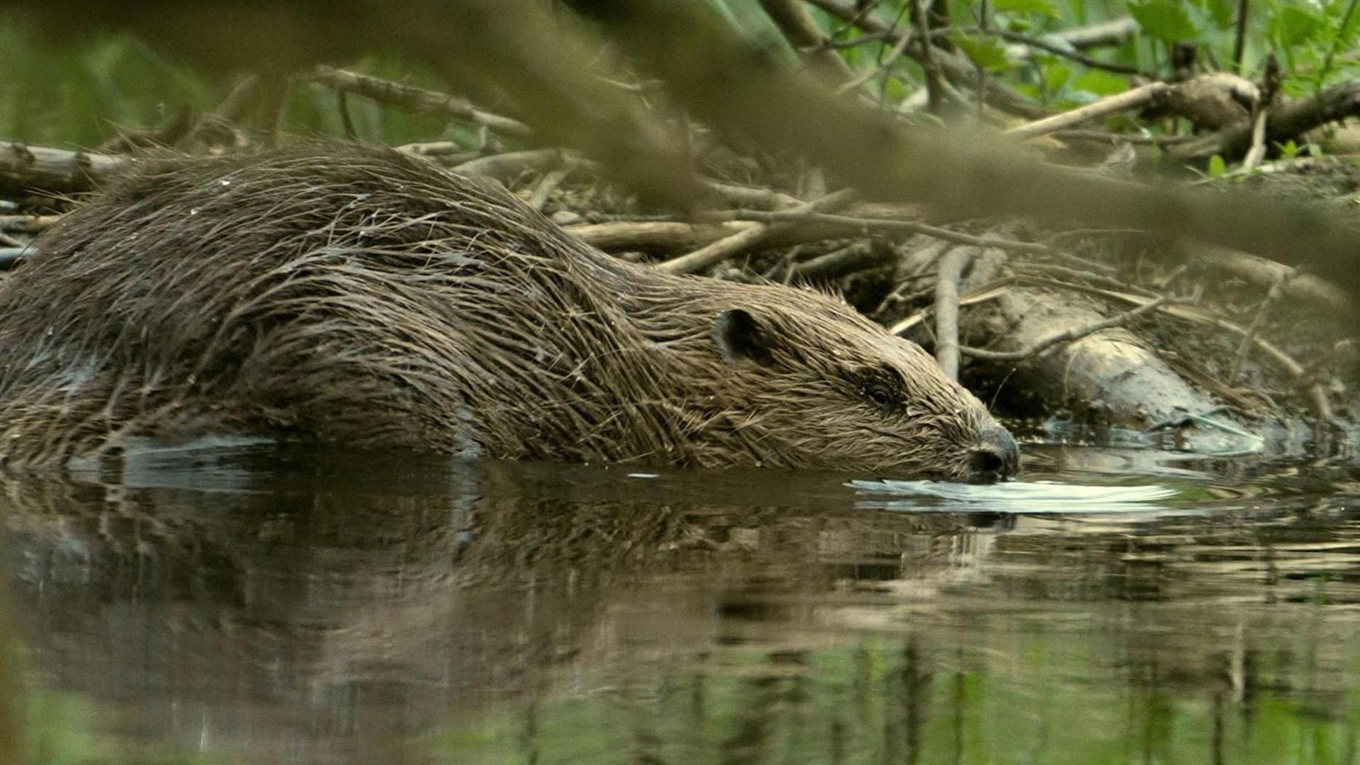 A beaver's face and body can be seen on top of the surface of the River Glaven which is surrounded by trees.