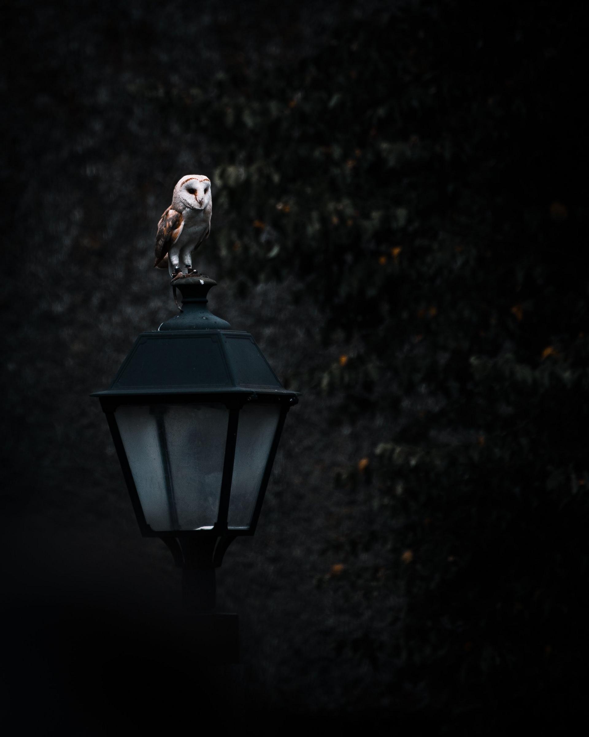 Owl sitting on a lantern