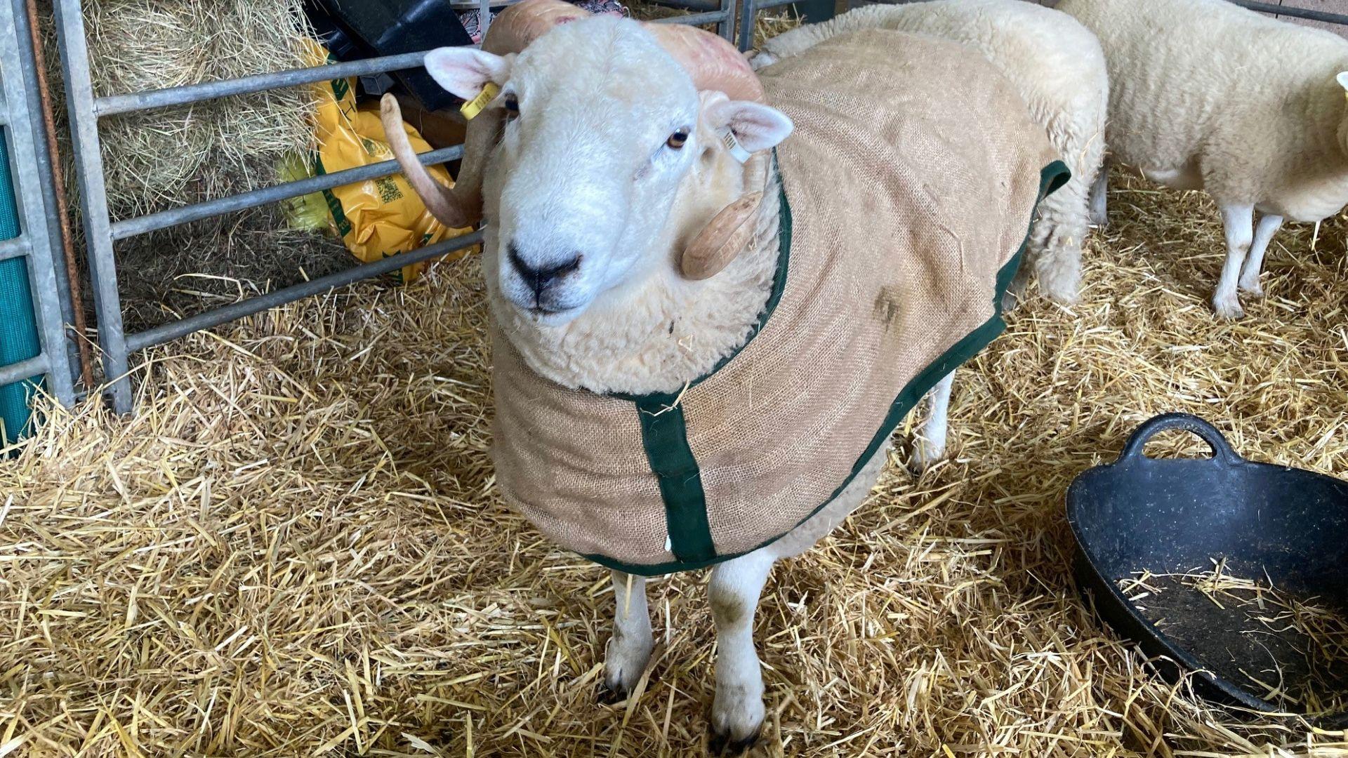 Llun o ddafad mynydd Cymreig