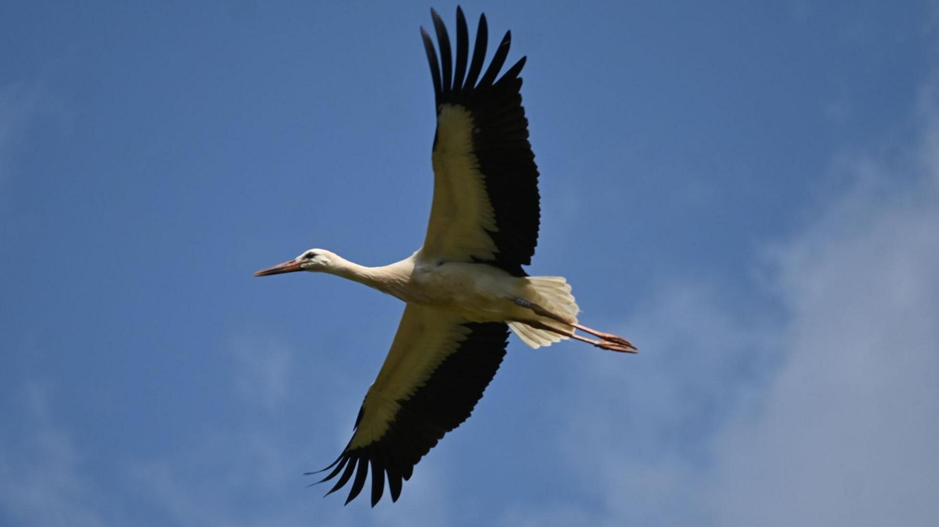 A large white stork flying. It has a large wingspan and has a white body with black feathers on its wings. It also has a large orange beak.