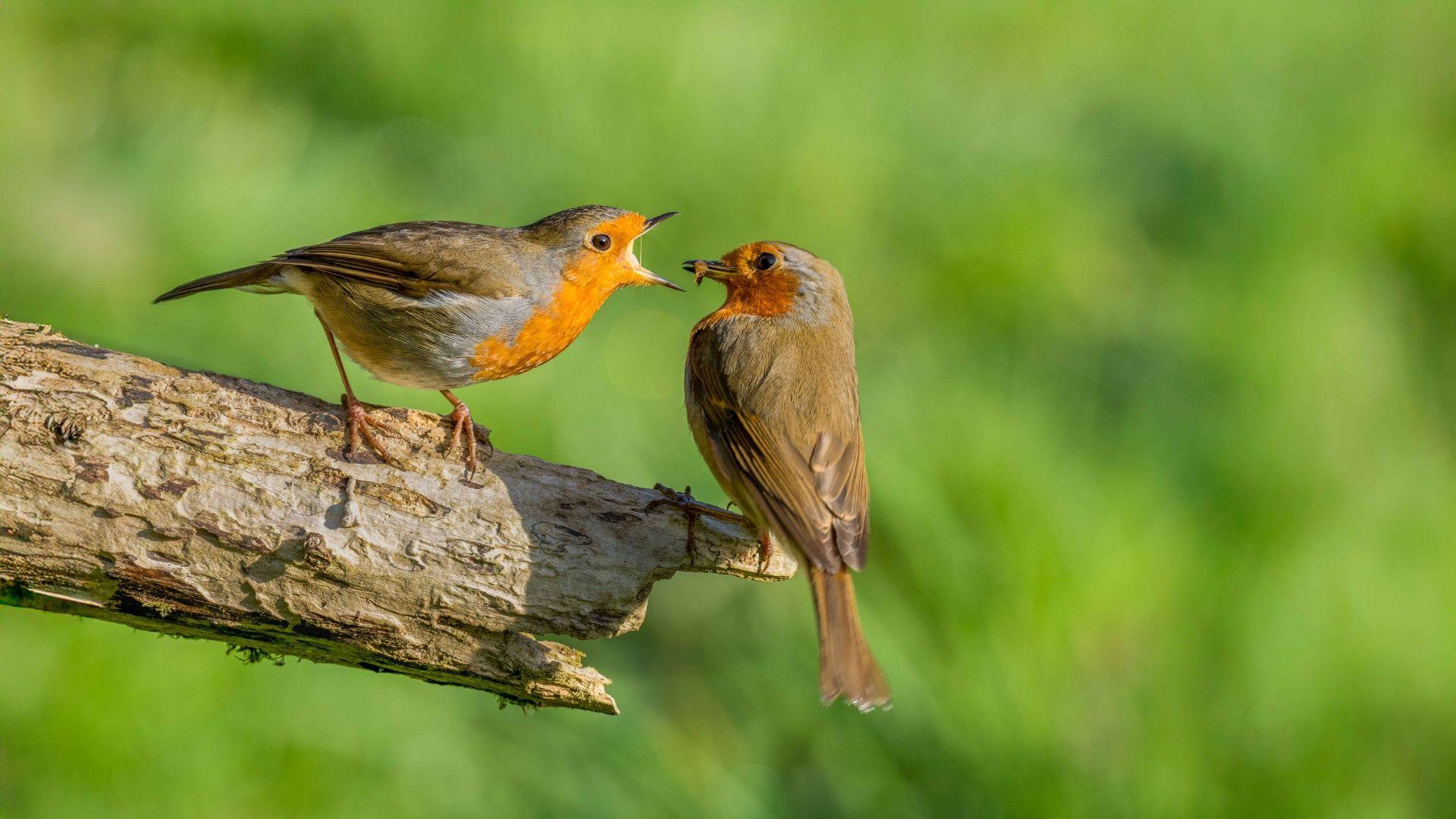 Dau Robin goch yn bwydo ei gilydd yn ystod y cyfnod nythu