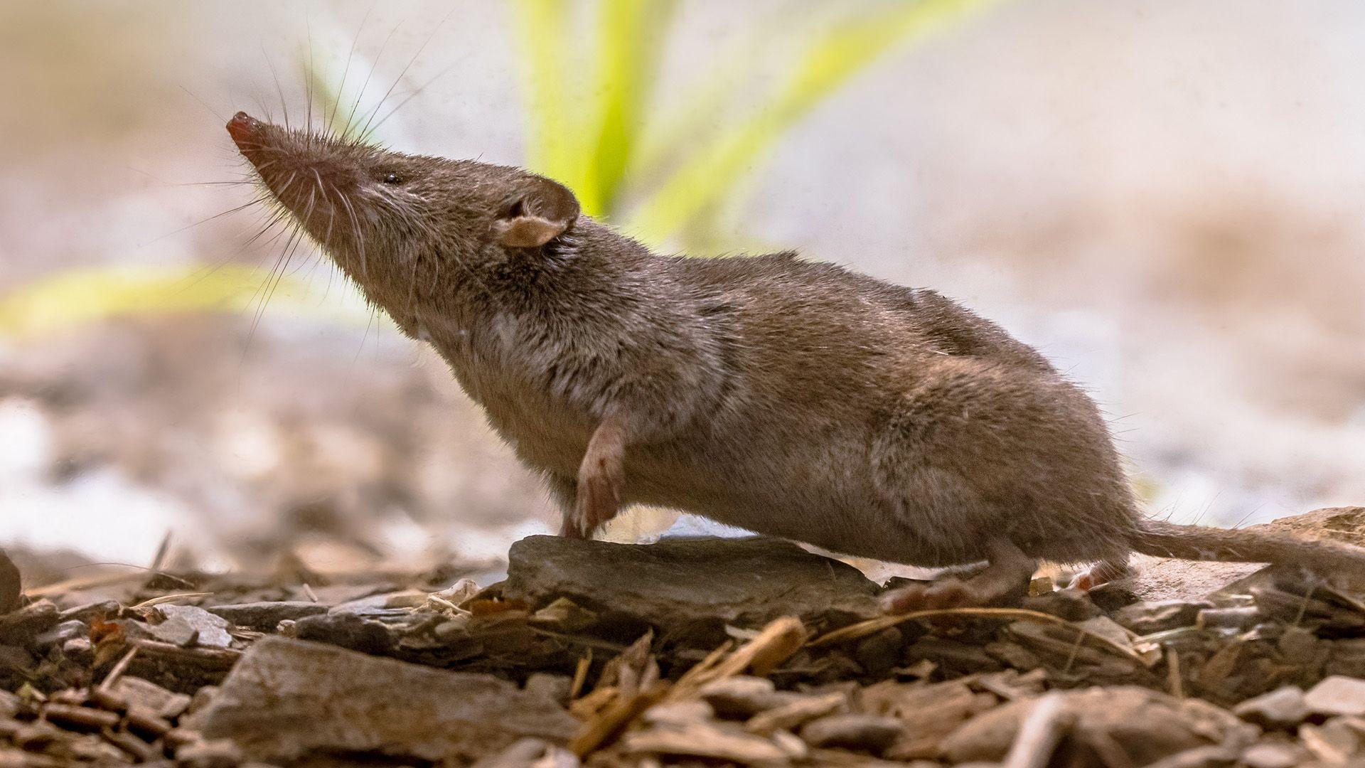 A shrew holds its snout in the air with one of its front paws up. It is small and brown and standing on bark
