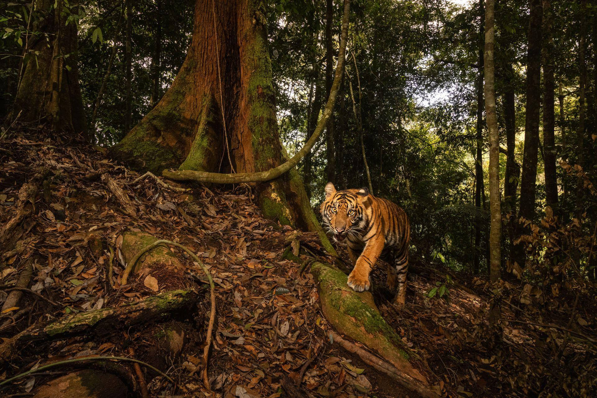 A Sumatran tiger stalks in a forest.