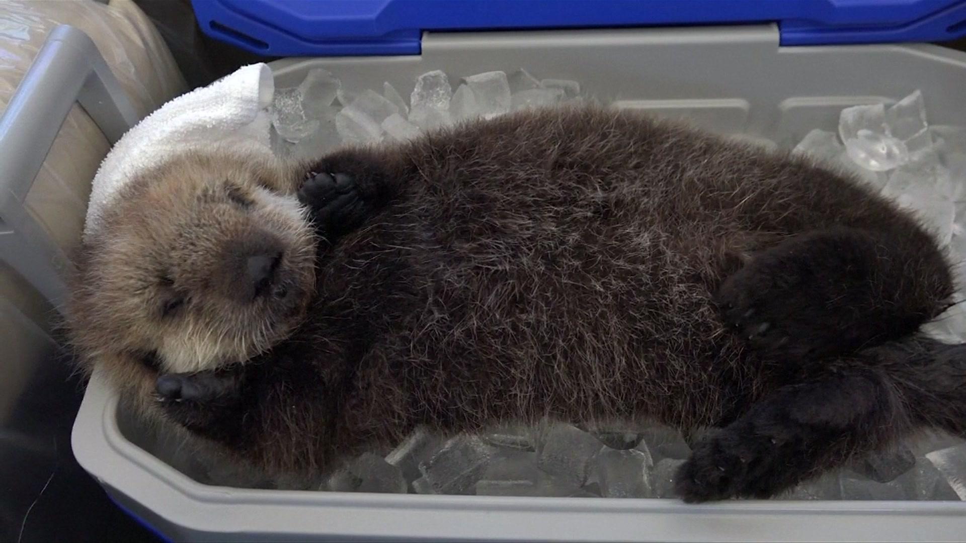 sea otters