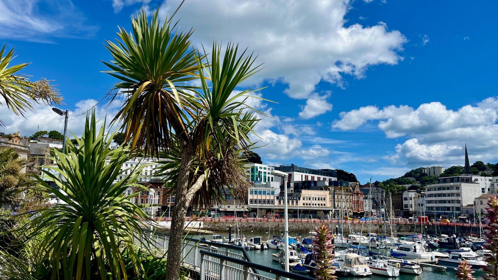 Palm trees in the foreground of a view over the inner harbour in Torquay showing small boats and the old Debenhams store in the distance on the Strand