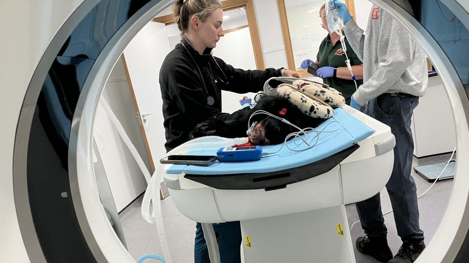 The circular form of a CT scanner provides a foreground for a black fluffy shape of a monkey lying on a table, surrounded by medical equipment and covered with strategically placed cushions.  Staff are working alongside the table on both sides preparing for the scan.