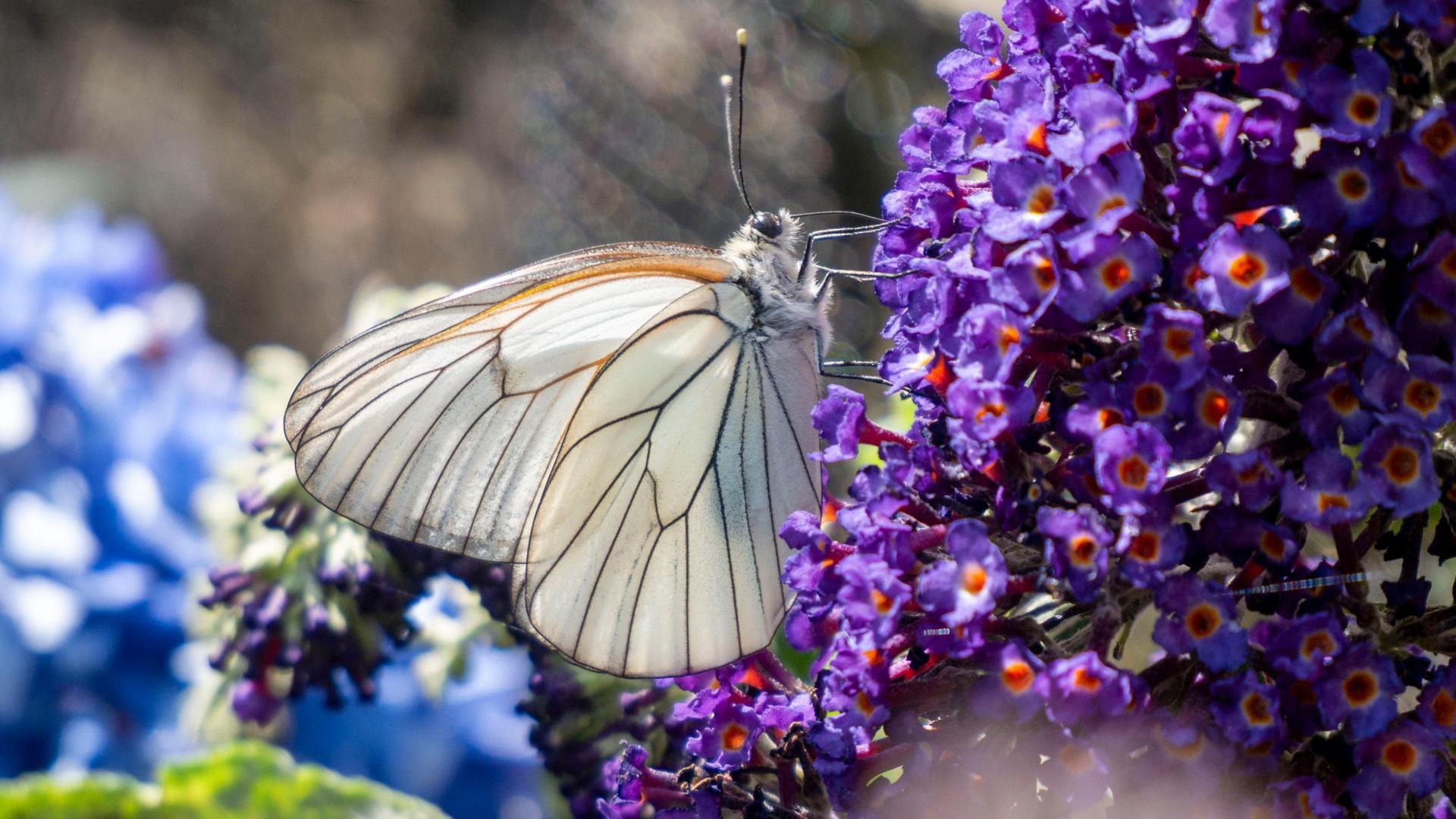 Zoo repopulating one of UK's rarest butterflies
