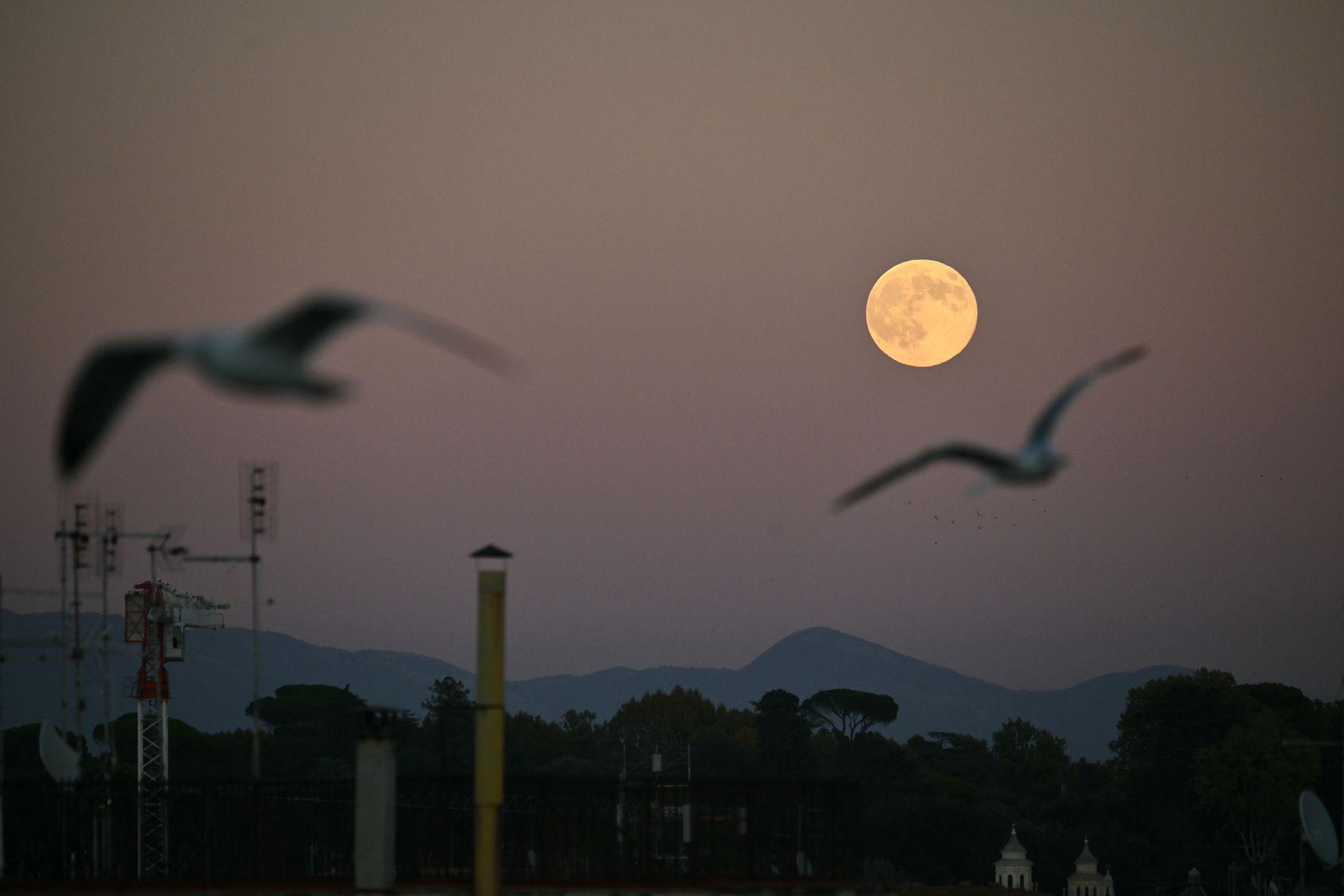 Birds are silhouetted as they fly over the city of Rome, with the tops of buildings just visible at the bottom of frame as the moon rises against the twilight sky in Rome on Wednesday.
