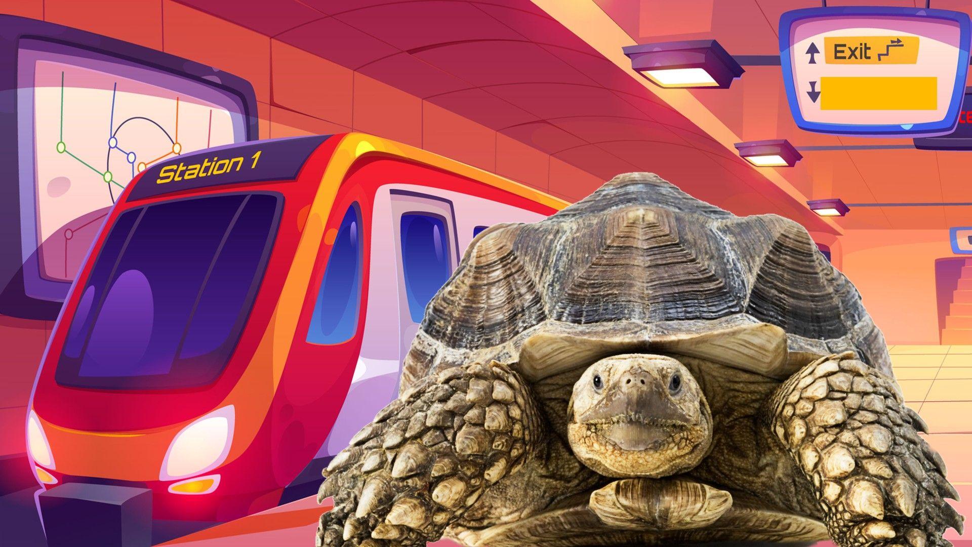 tortoise and train station. 