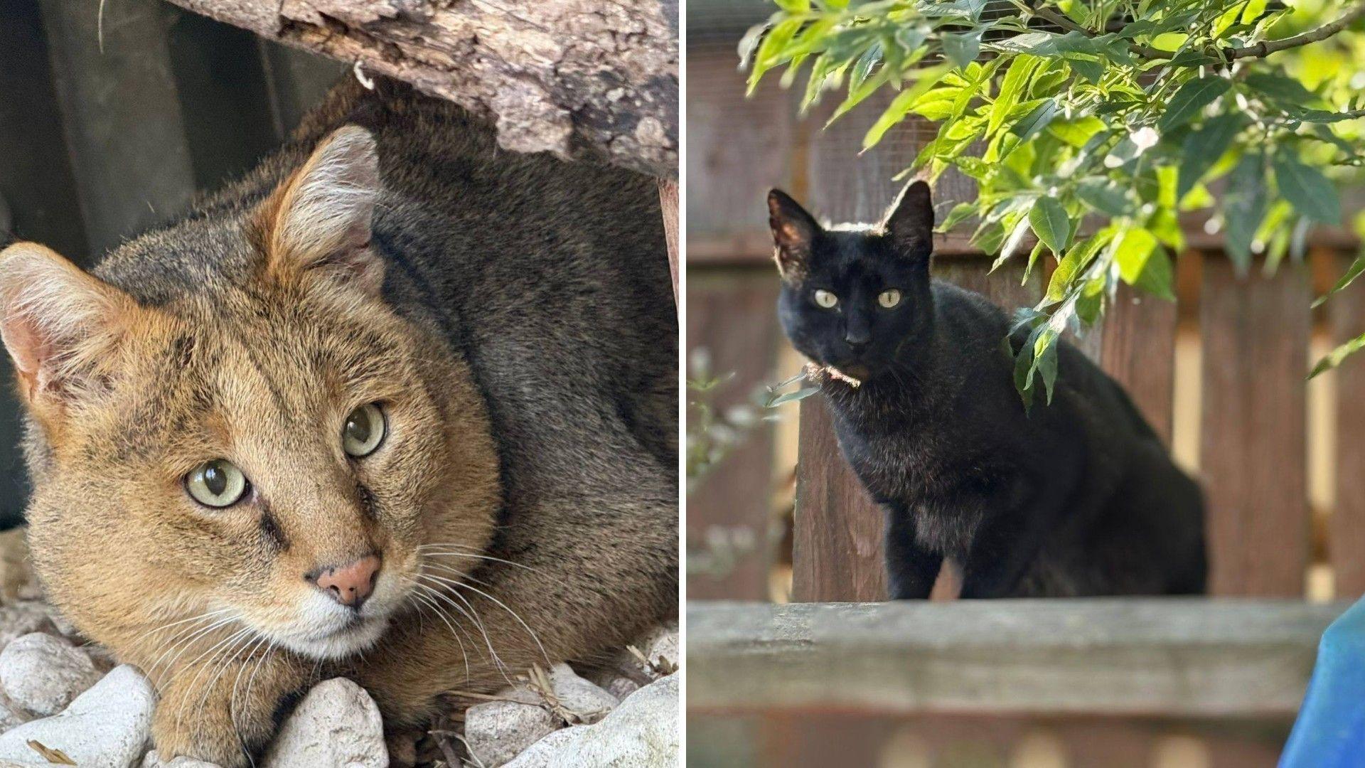 Composite image of two jungle cats. One has light brown markings and green eyes. The other is black. There is a fence in the background and some foliage from a tree.