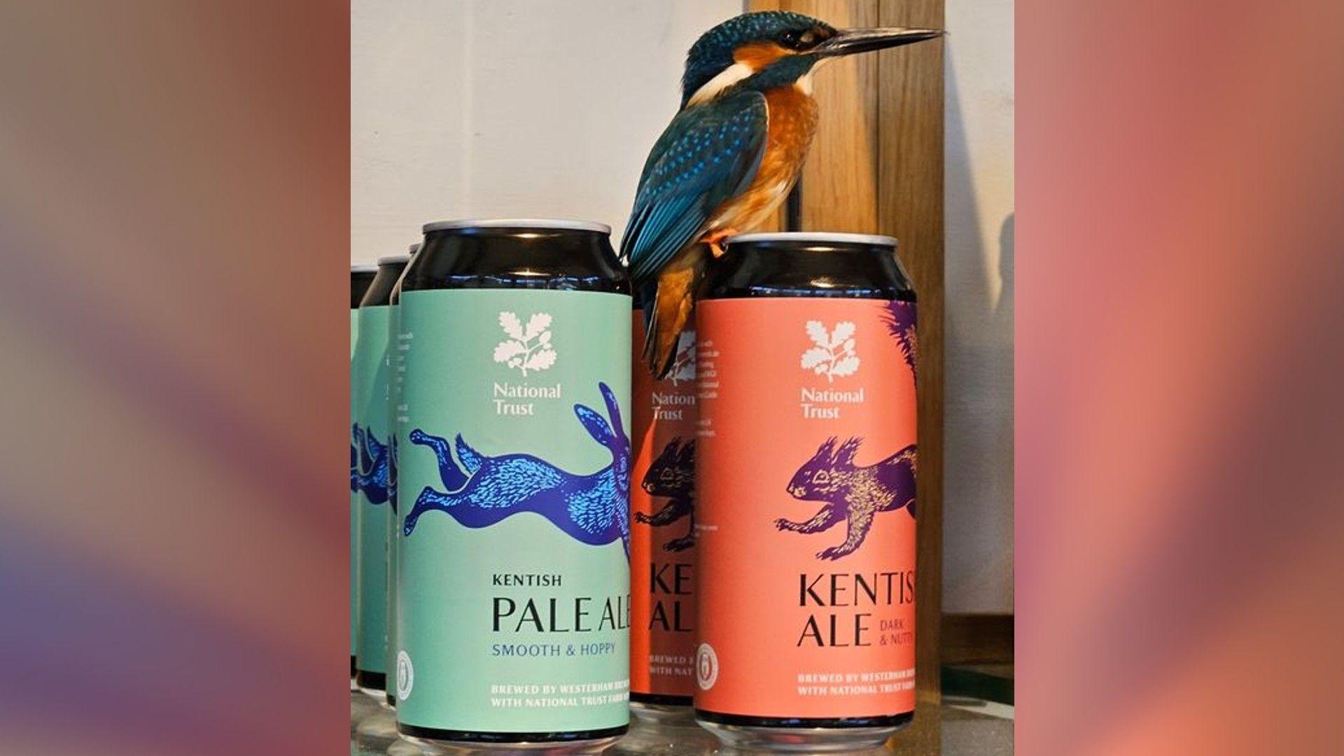 Kingfisher perched on pink can of Kentish Ale