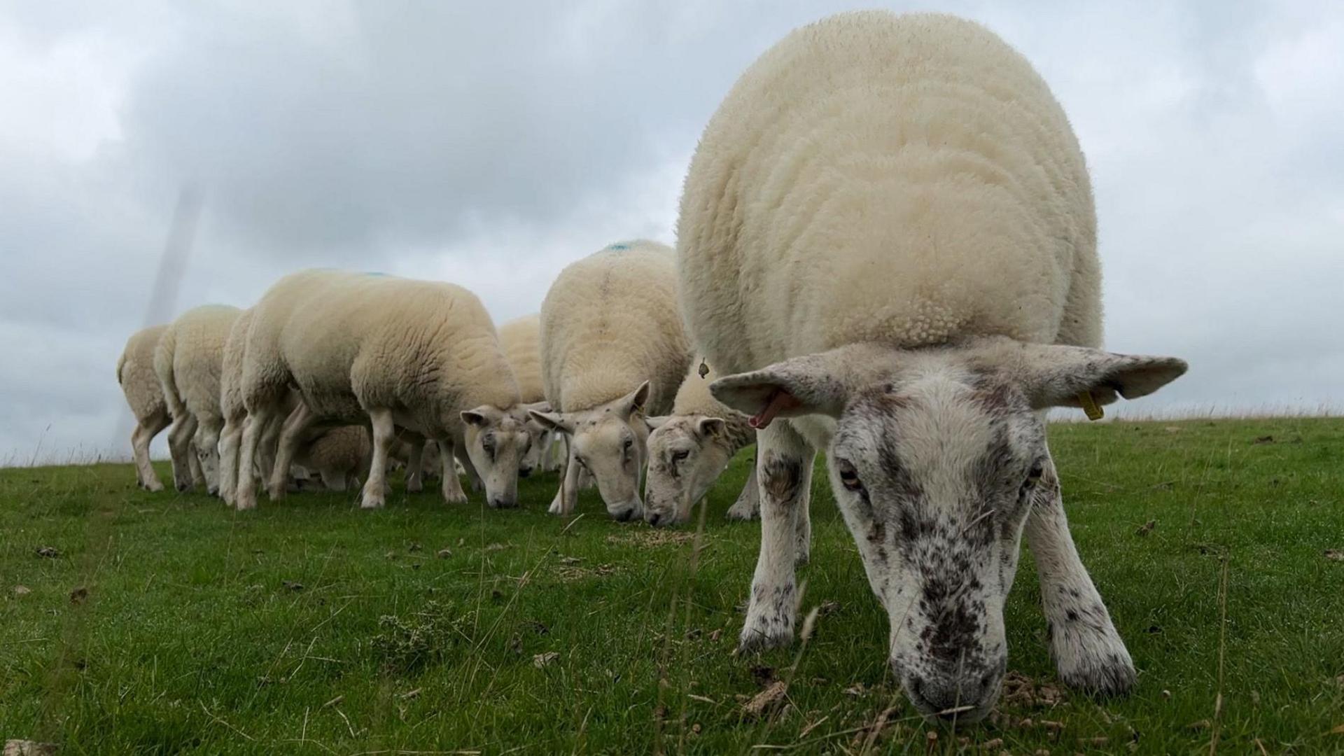 Some of Jane Bassett's livestock