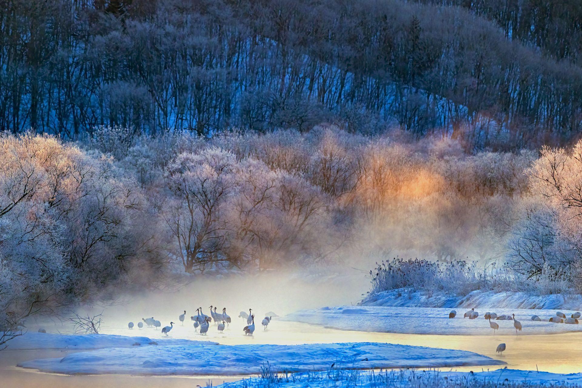 At sunrise in Hokkaido, Japan, Red-crowned cranes move through a veil of mist, their graceful forms almost like brushstrokes on a canvas.

