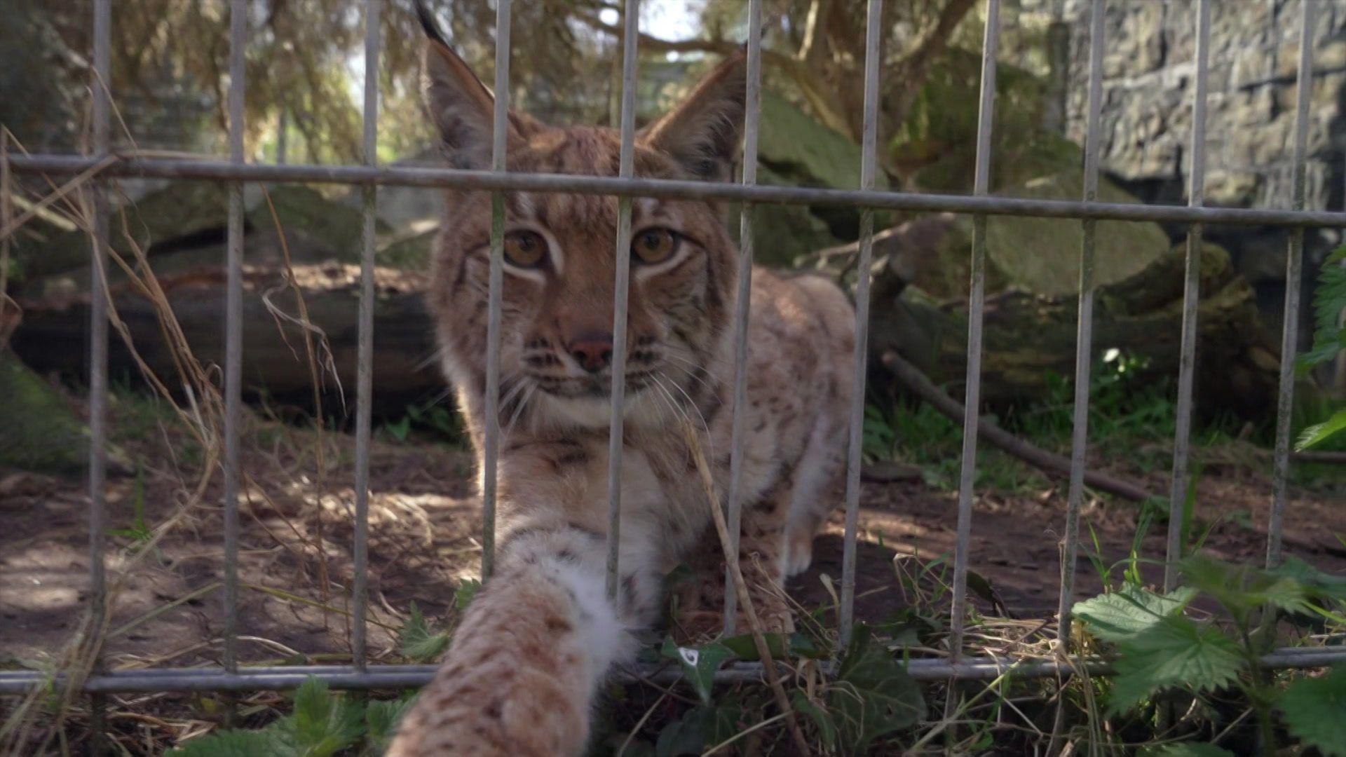 Lynx looking at camera through wire fence, one paw stretched out in front of her.