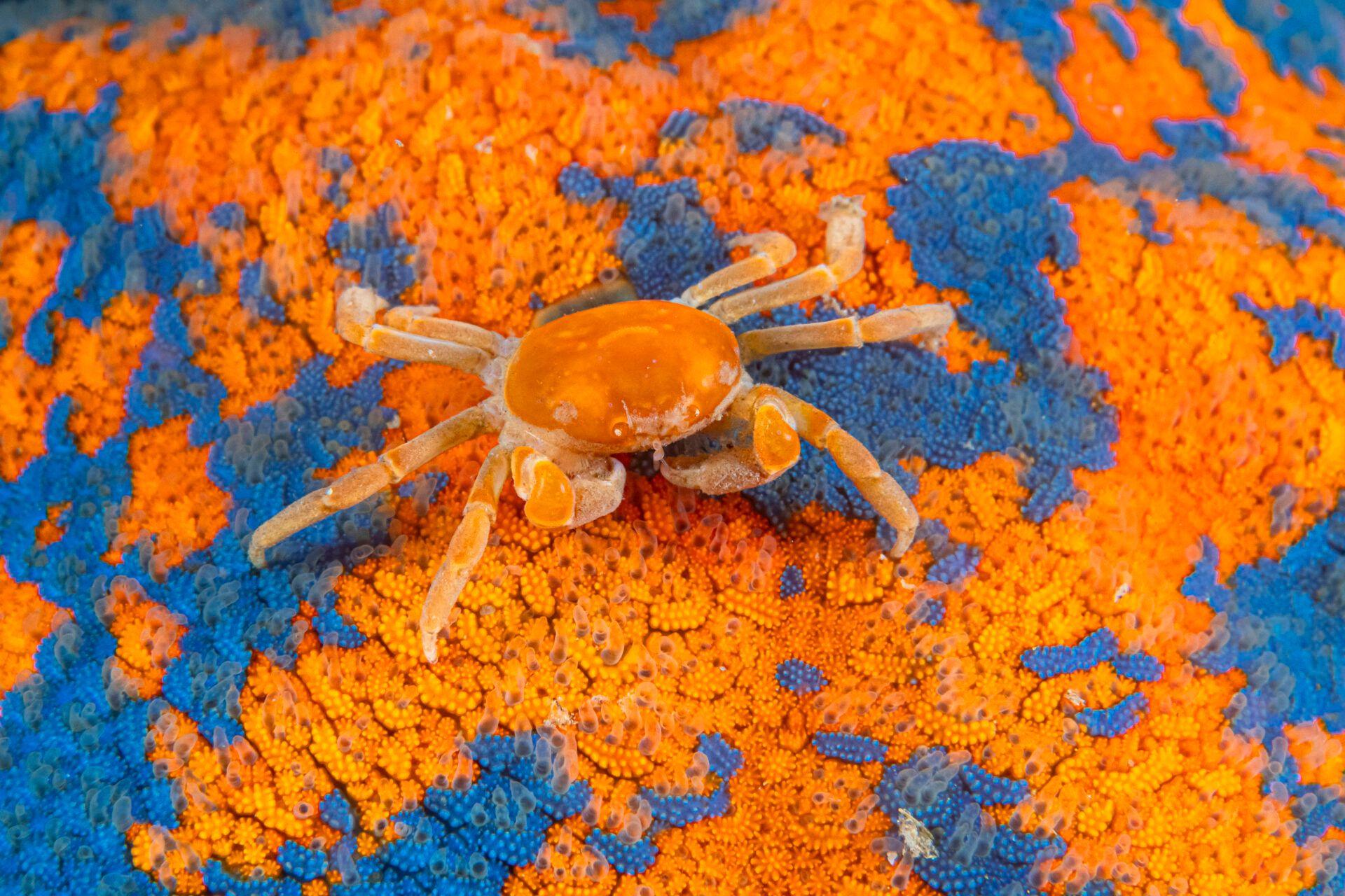 Pea crab. 
