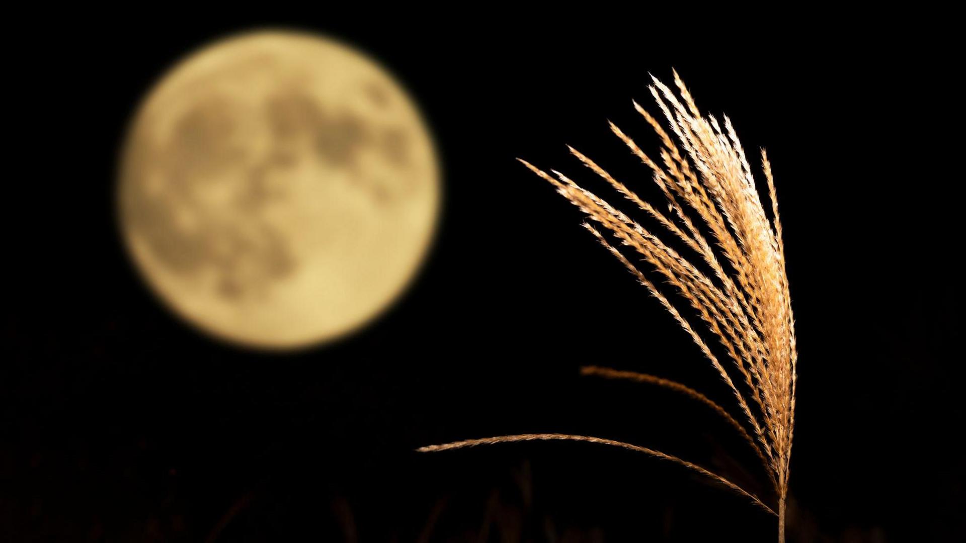 Mid-Autumn Harvest Moon