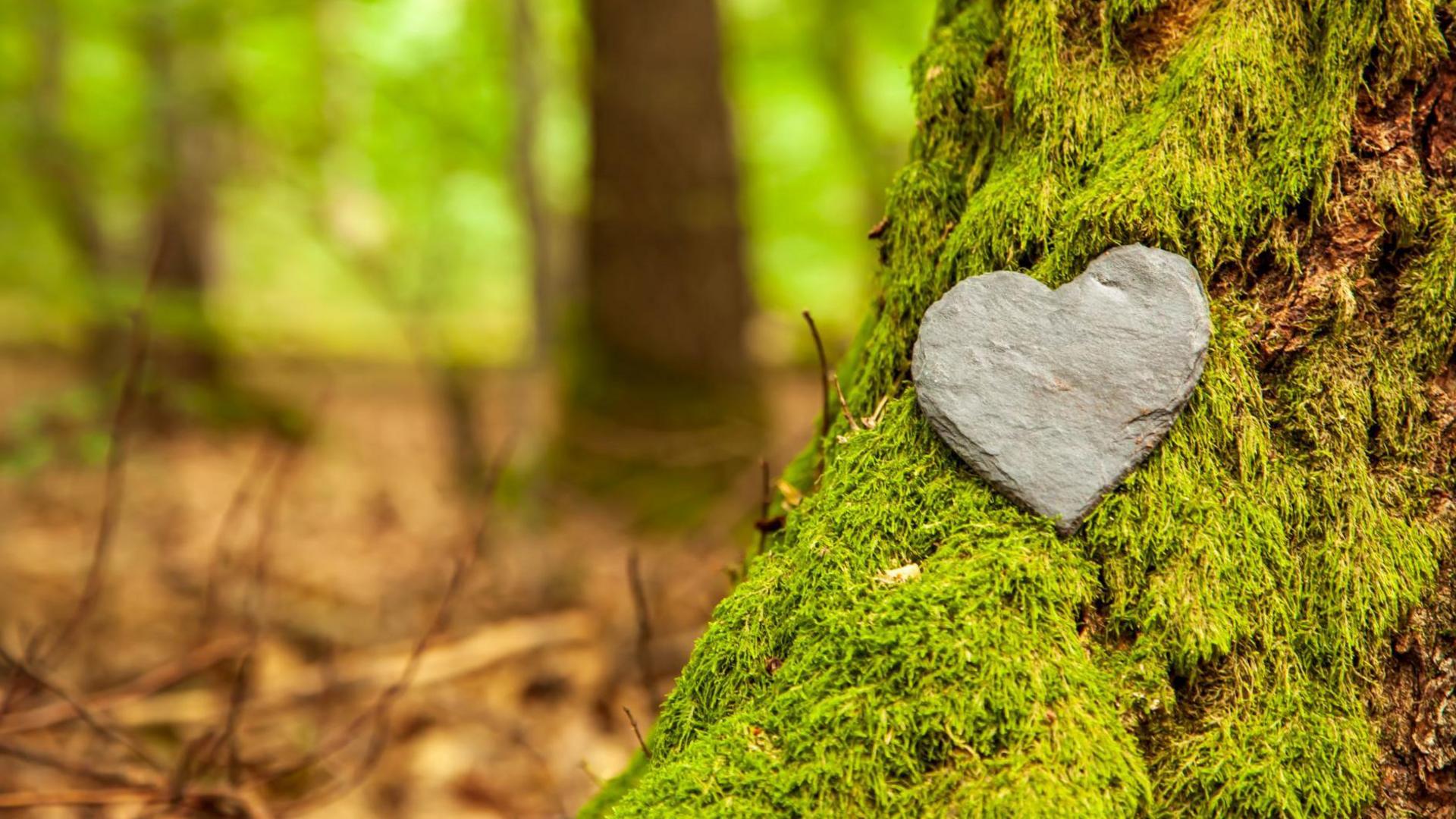 A heart-shaped stone rests on the moss-covered trunk of a tree in a woodland.