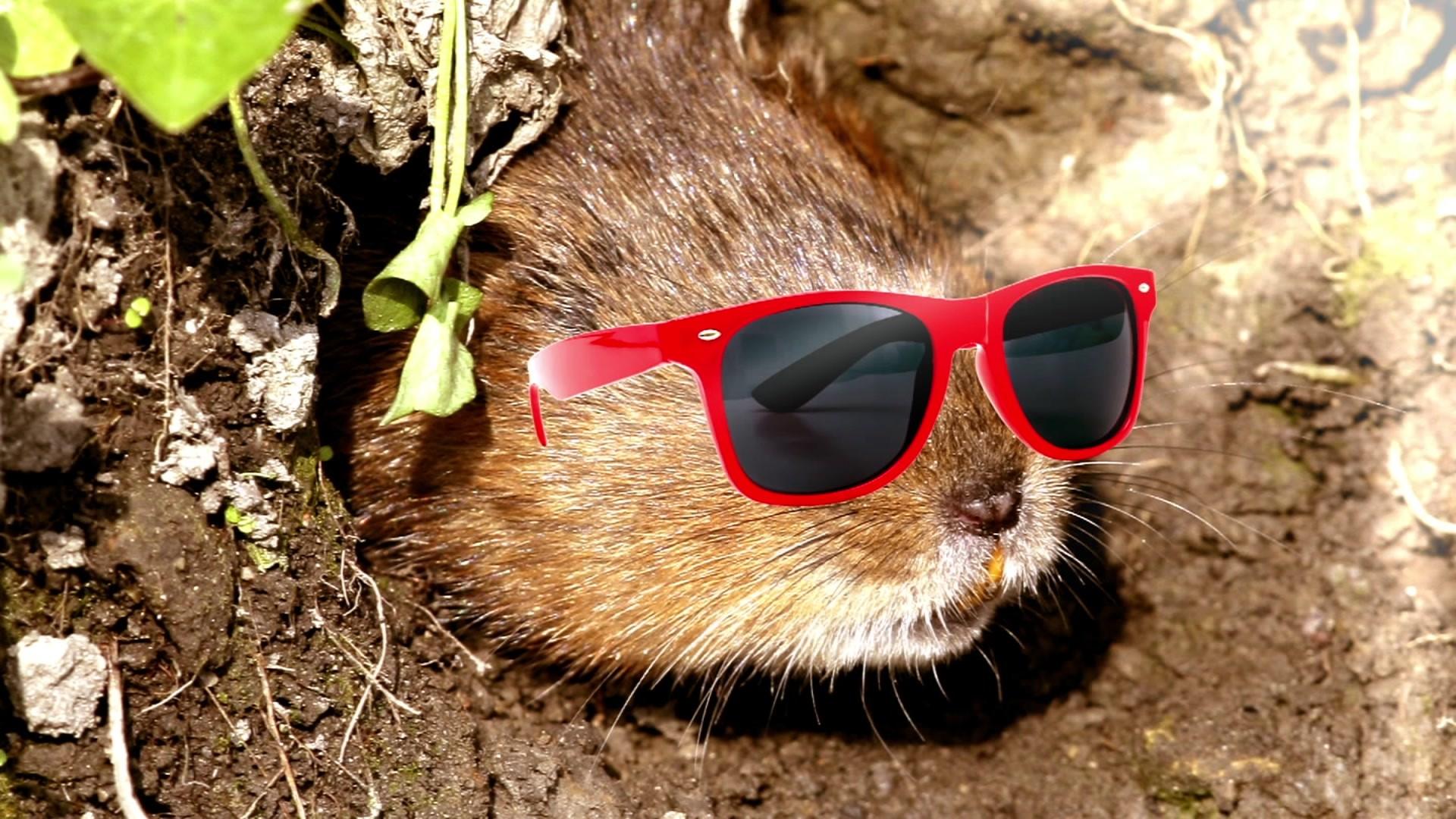 Water vole with sunglasses