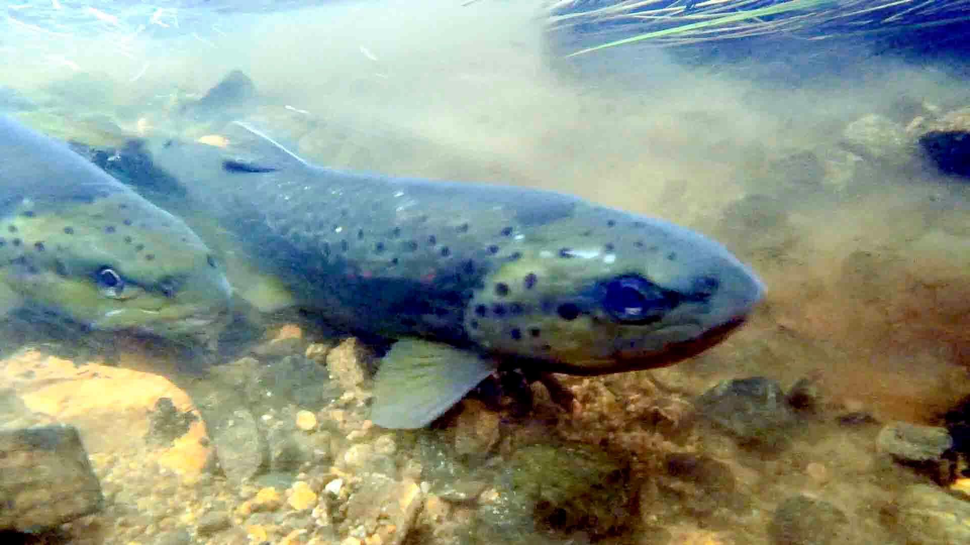 Wild brown trout spawning