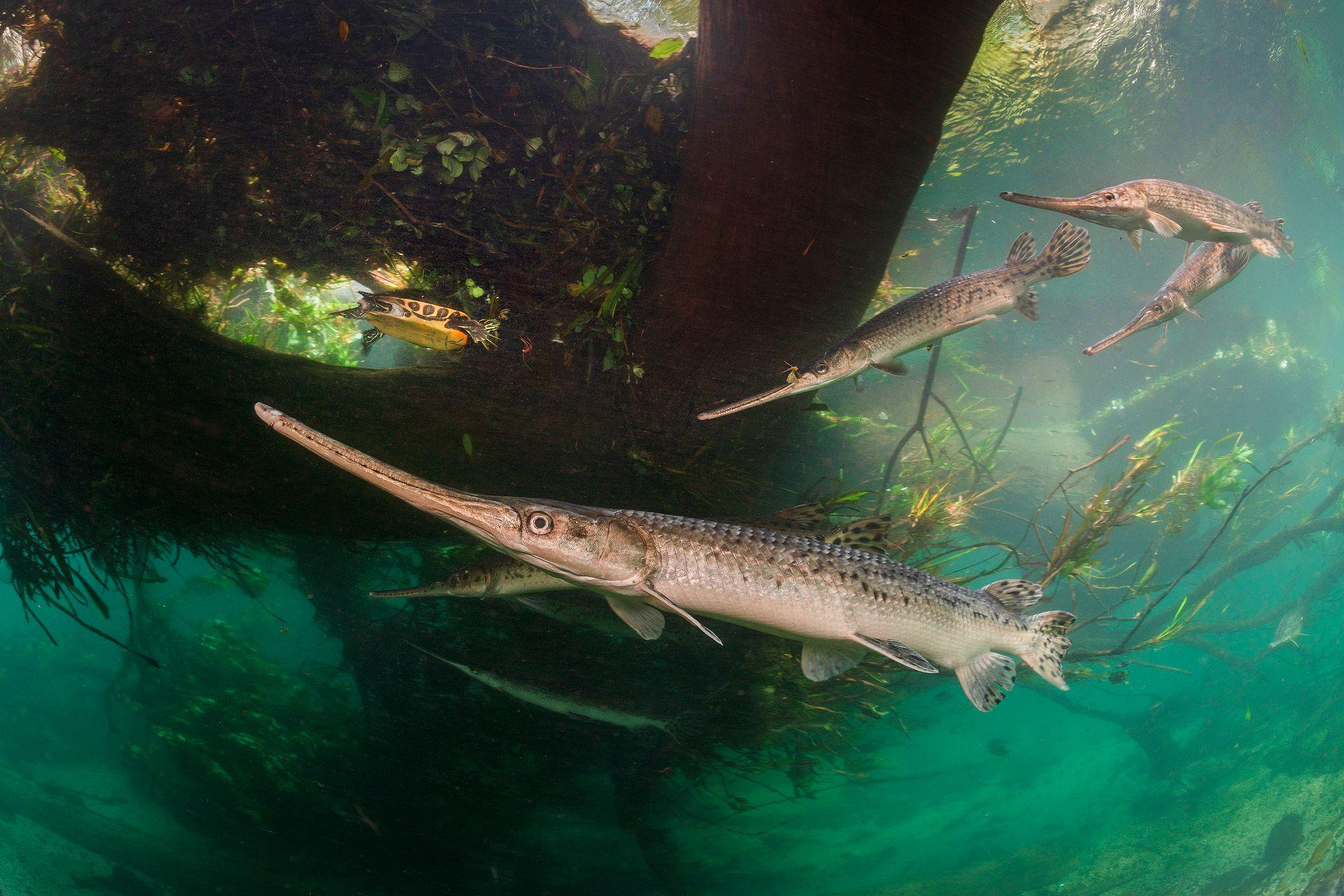 A large female longnose gar glides just beneath the surface of a clear river, surrounded by smaller, slender males. The fish have elongated snouts and silvery scales. A turtle is seen nearby in the plant-filled waters.