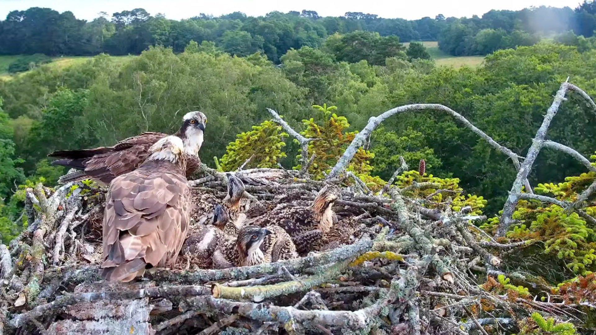 Osprey nesting