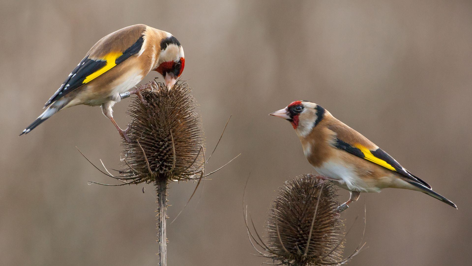a pair of goldfinches