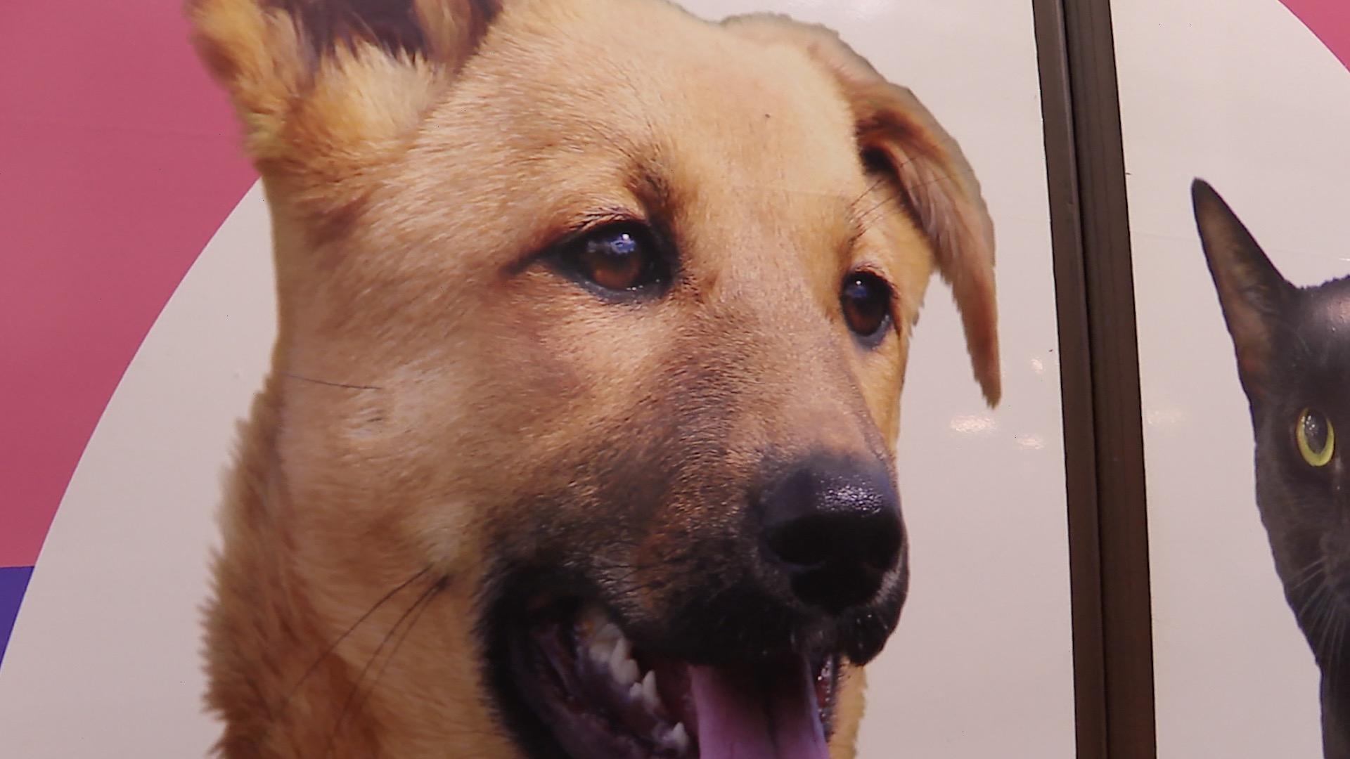 Poster of dog in a subway train