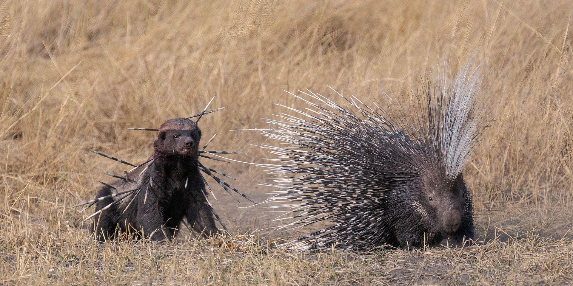 A honey badger - a largish dark-coated mammal, stands behind a porcupine against a background of dry looking grass. The honey badger has about 20 porcupine spines sticking out of its body in different directions.
